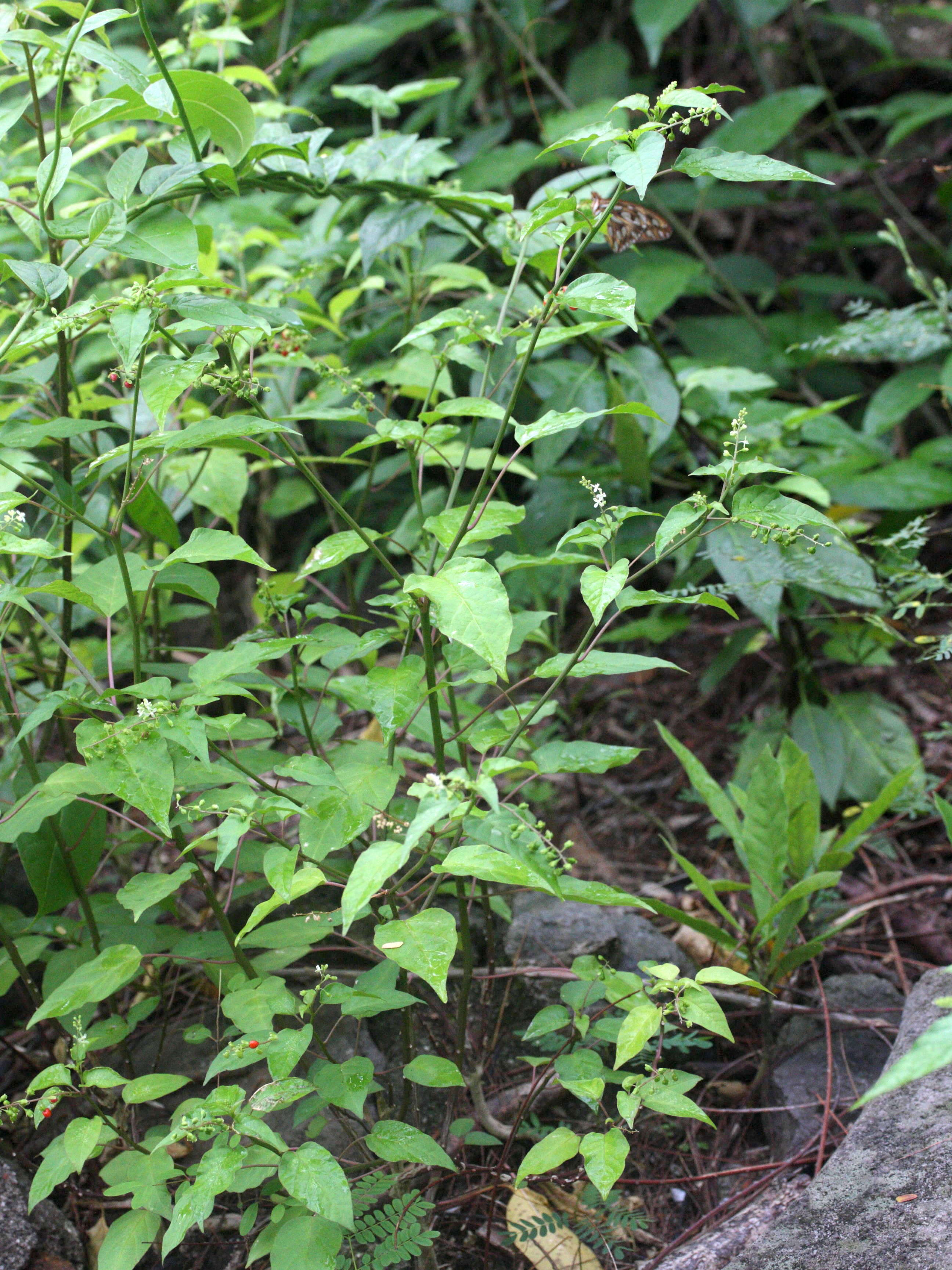 Afficher le média rivina_humilis10md rivina_humilis10md