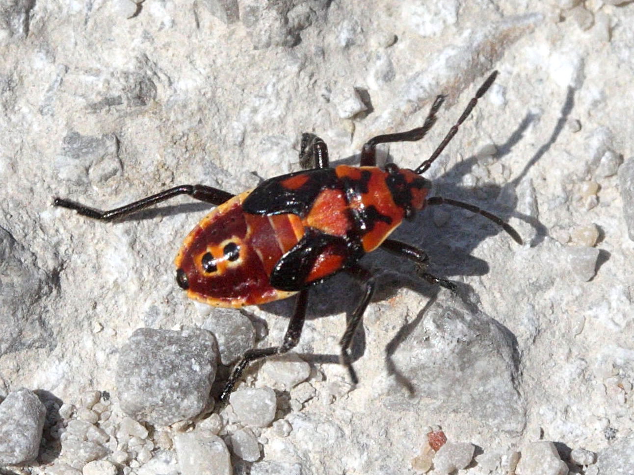 spilostethus_pandurus_juv1md