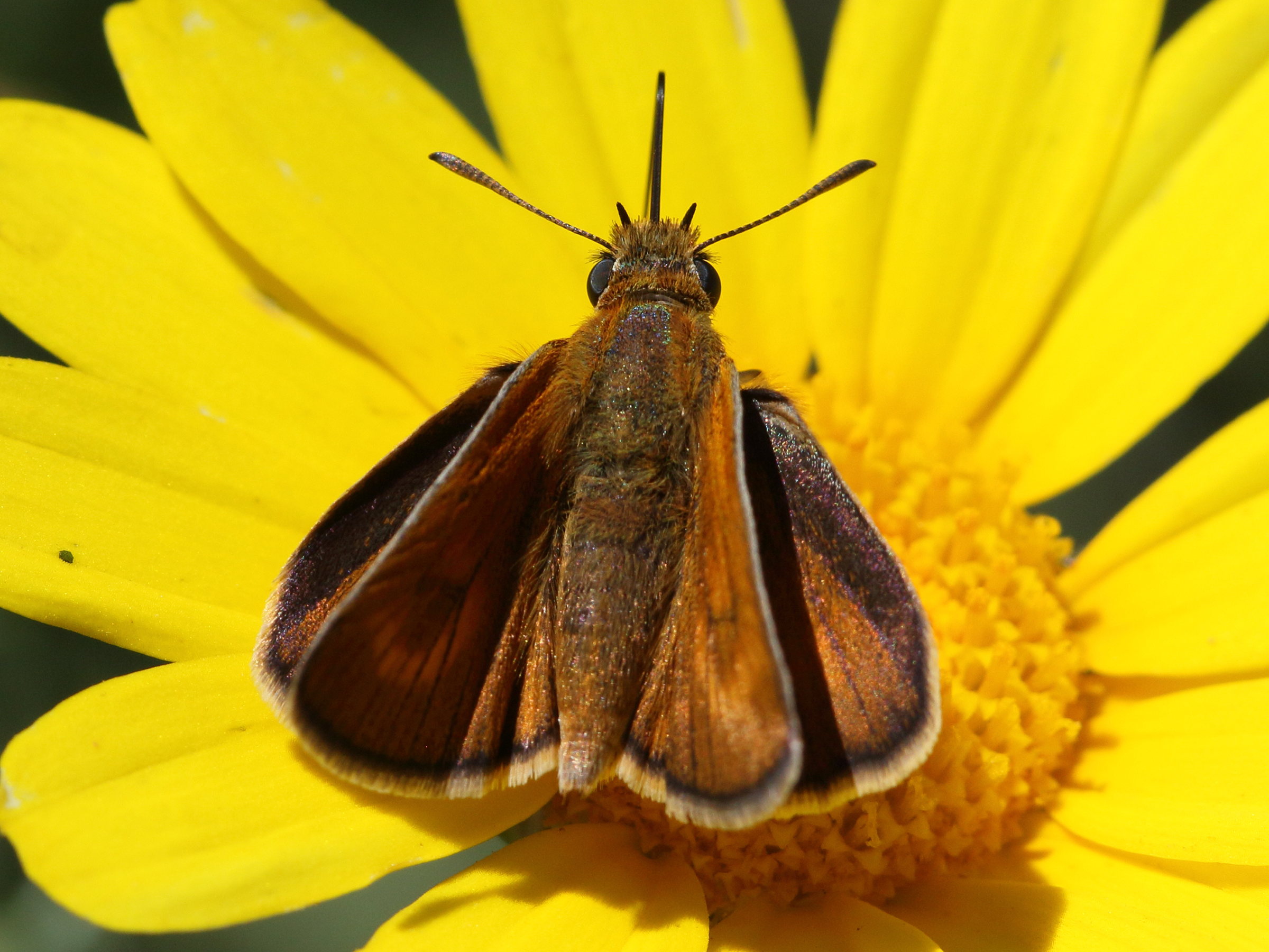 Afficher le média thymelicus_sylvestris4bd thymelicus_sylvestris4bd