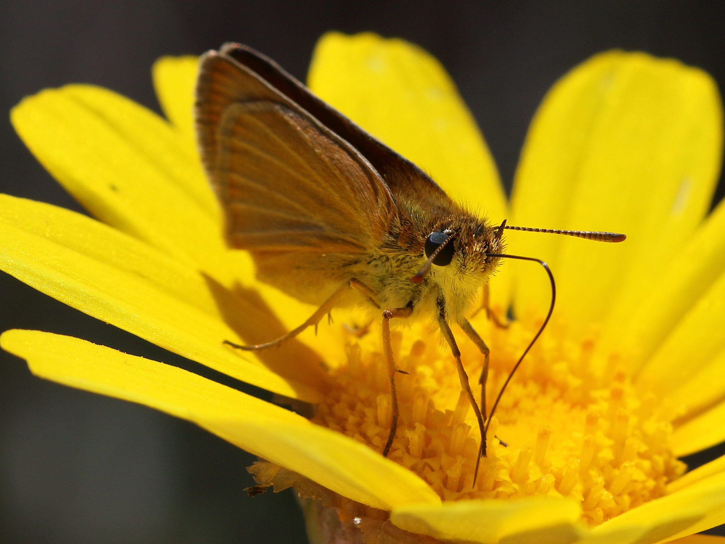 Afficher le média thymelicus_sylvestris5bd thymelicus_sylvestris5bd