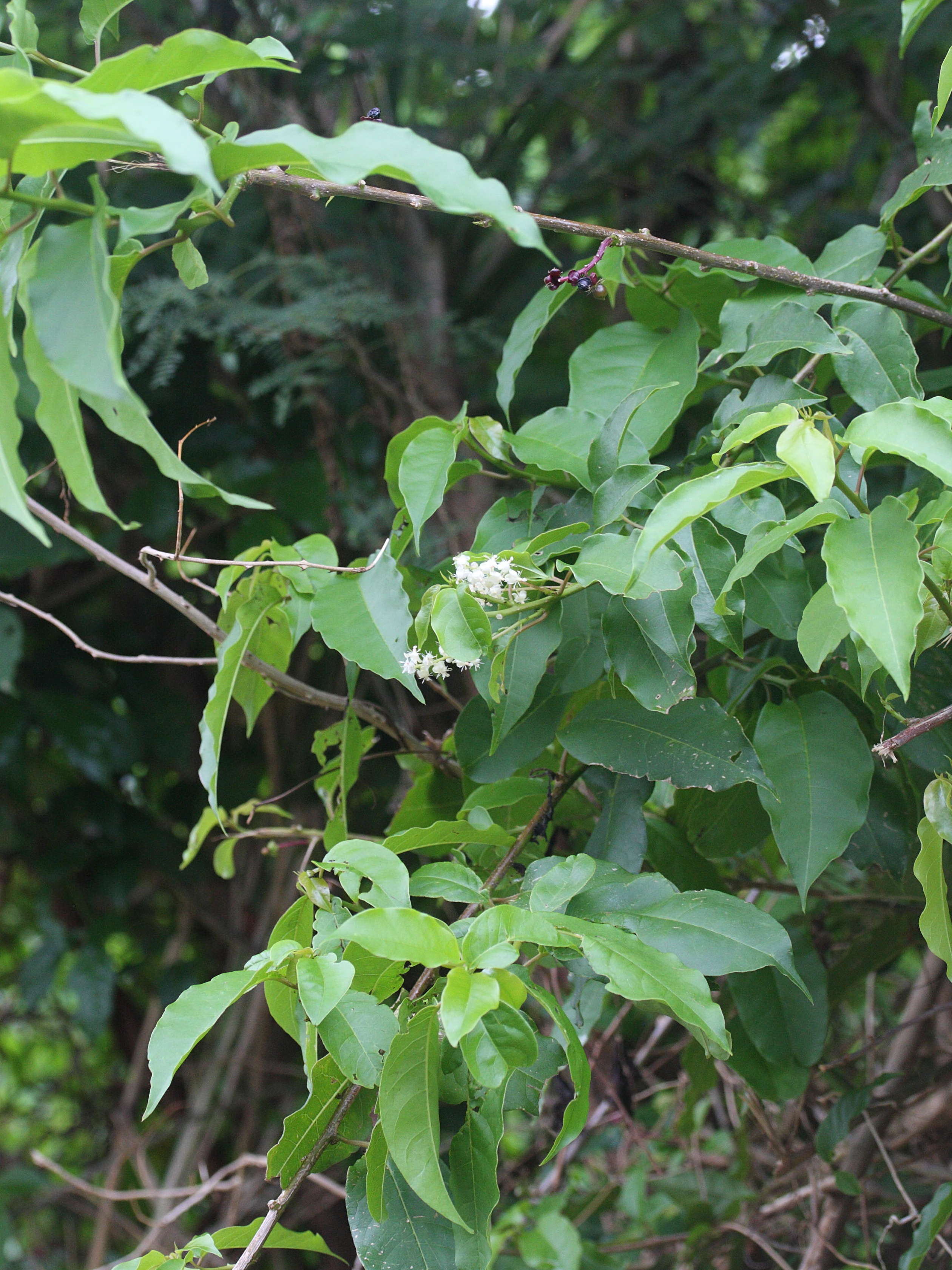 Afficher le média trichostigma_octandrum1md trichostigma_octandrum1md