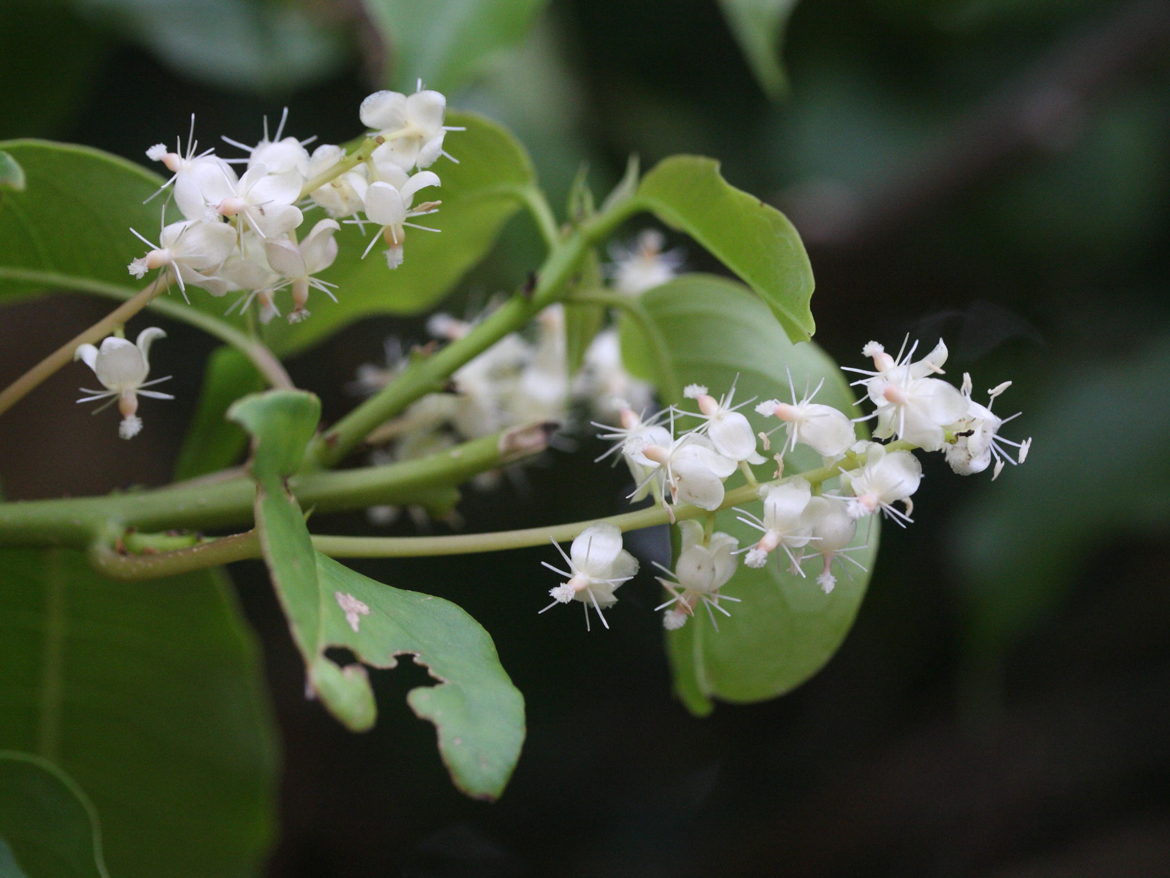 Afficher le média trichostigma_octandrum2md trichostigma_octandrum2md