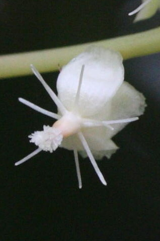 Afficher le média trichostigma_octandrum3md trichostigma_octandrum3md