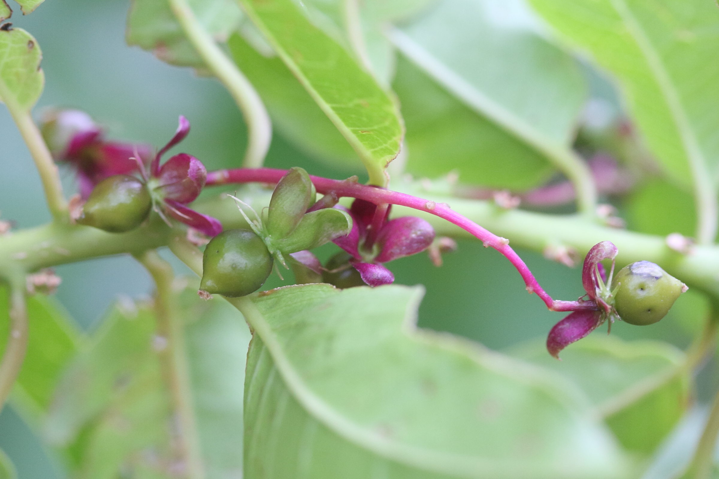 Afficher le média trichostigma_octandrum4md trichostigma_octandrum4md