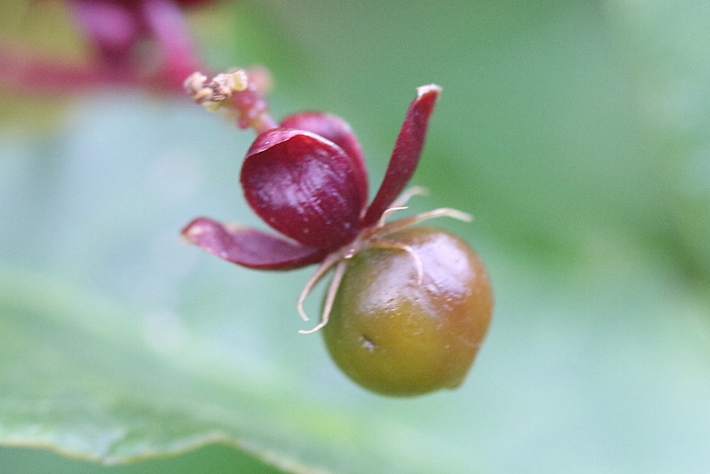 Afficher le média trichostigma_octandrum5md trichostigma_octandrum5md