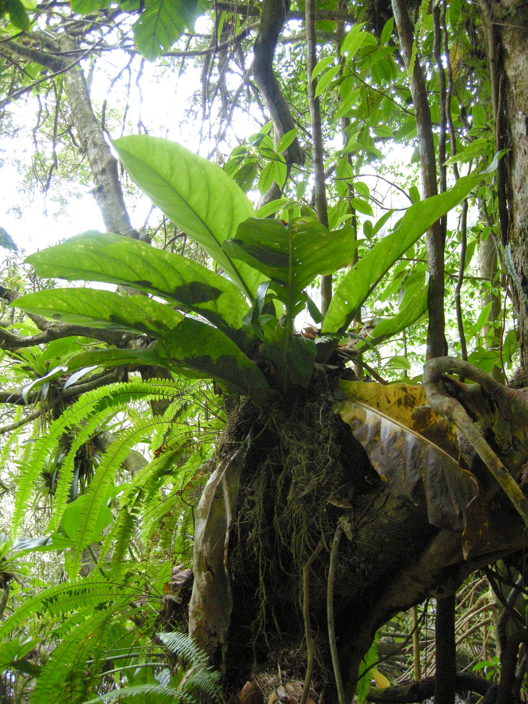 anthurium_hookeri2md