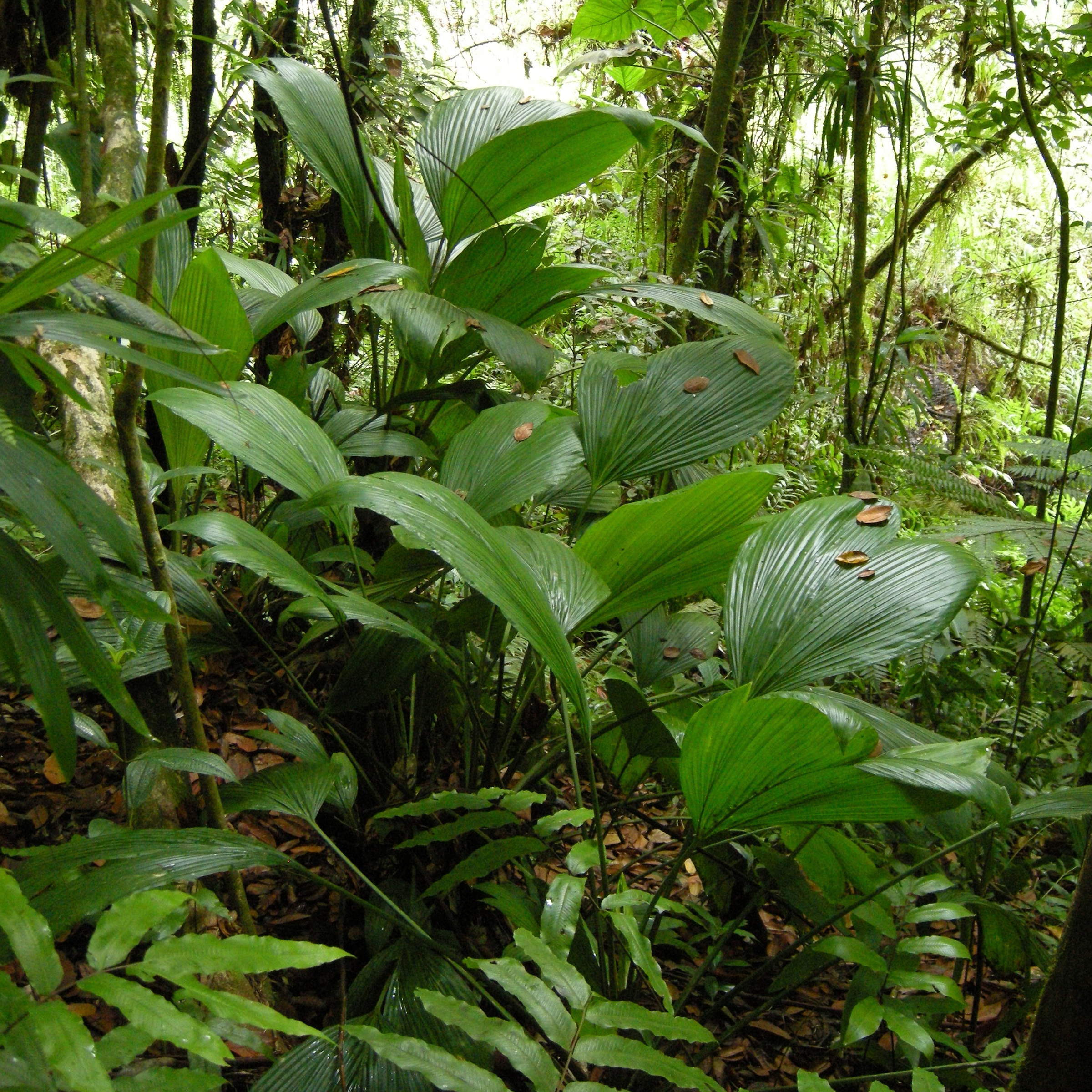 Afficher le média asplundia_insignis4md asplundia_insignis4md