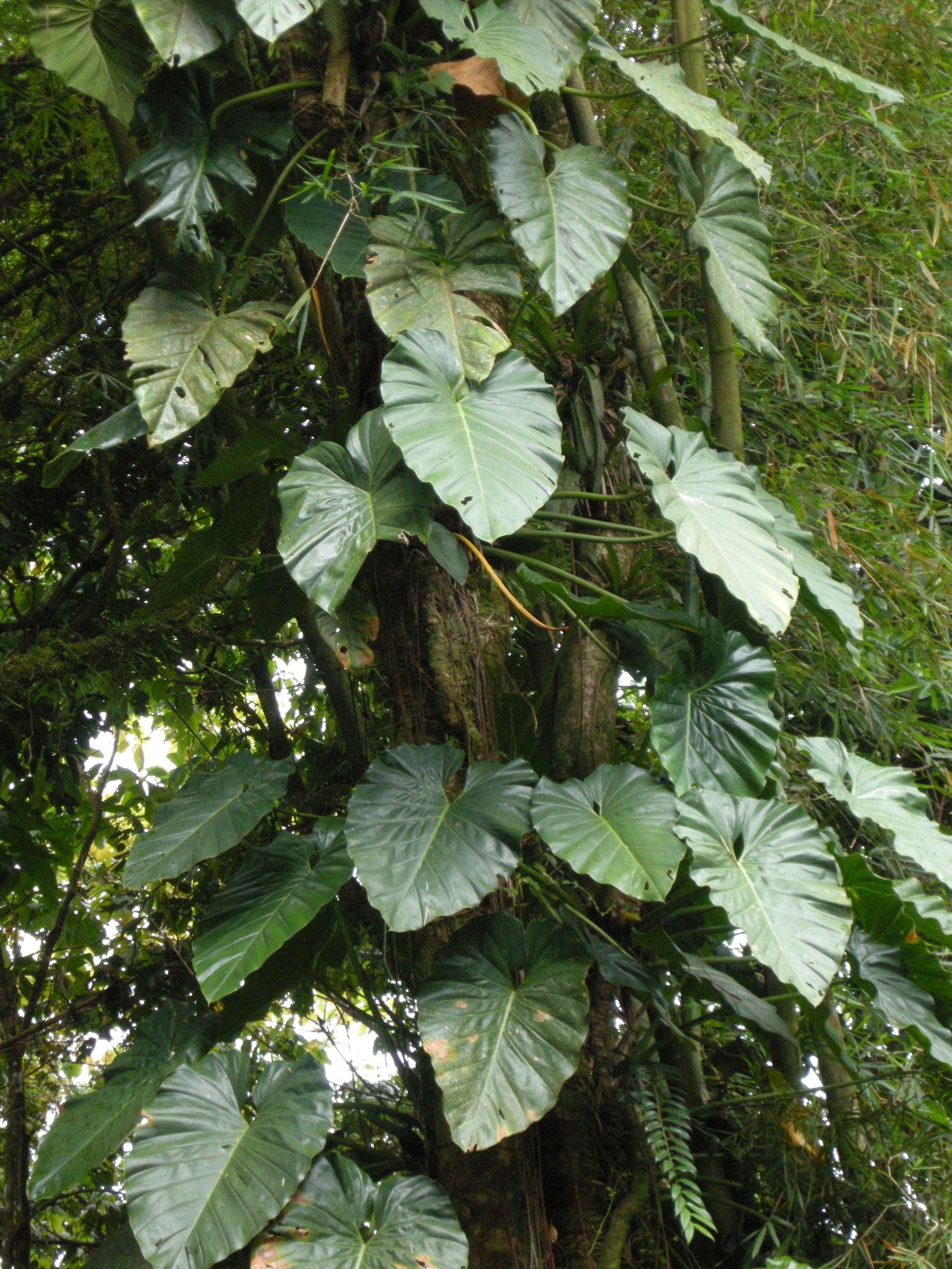 philodendron_giganteum8md
