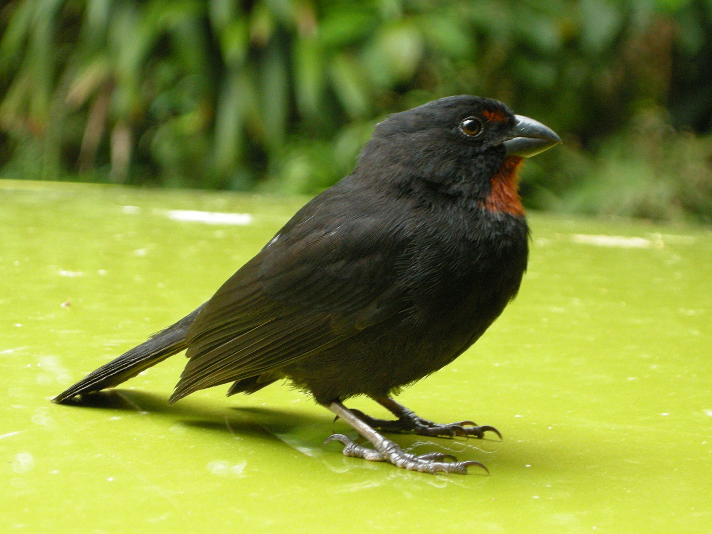 sporophile_rougegorge_-_loxigilla_noctis6md