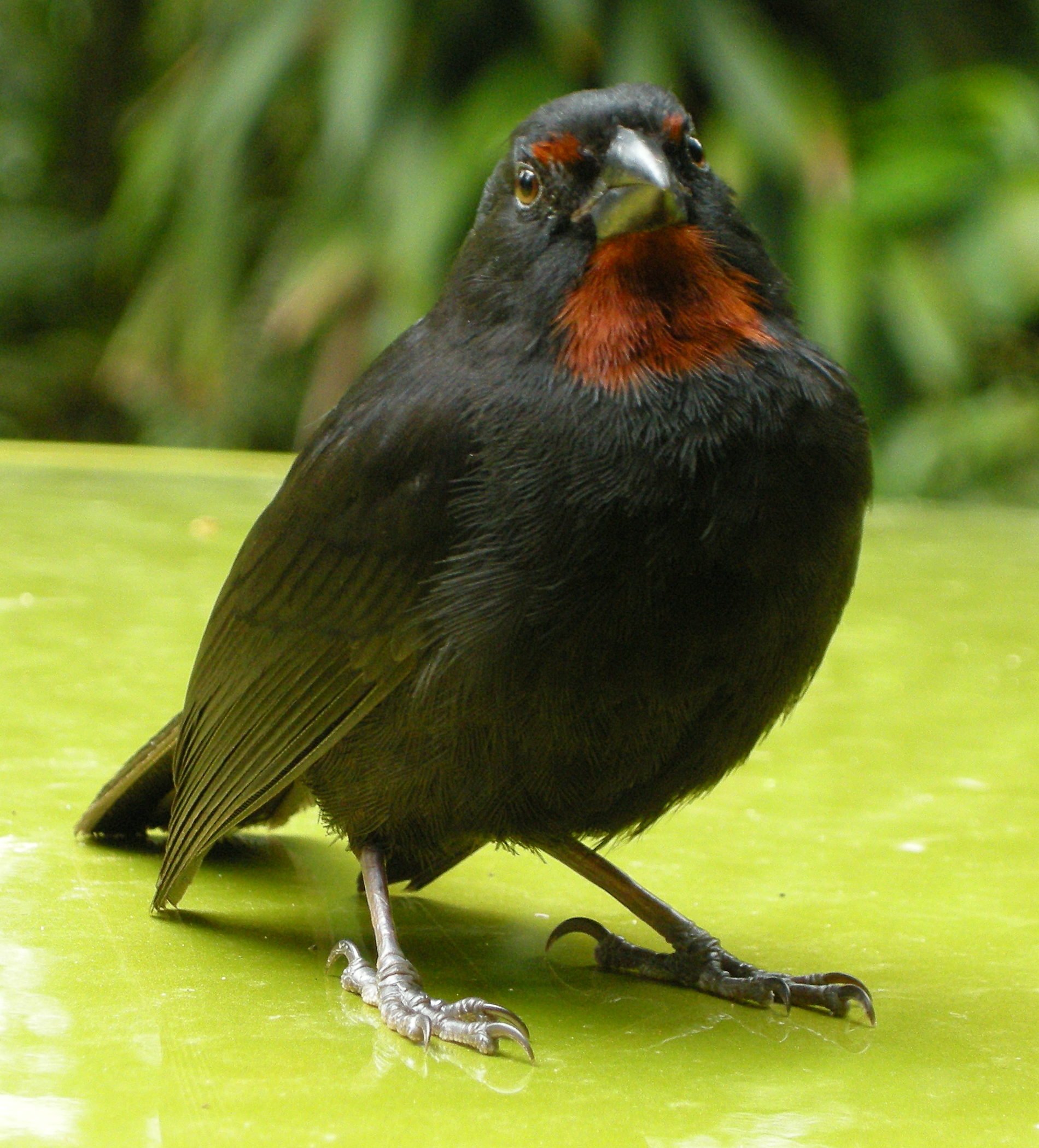 sporophile_rougegorge_-_loxigilla_noctis7md