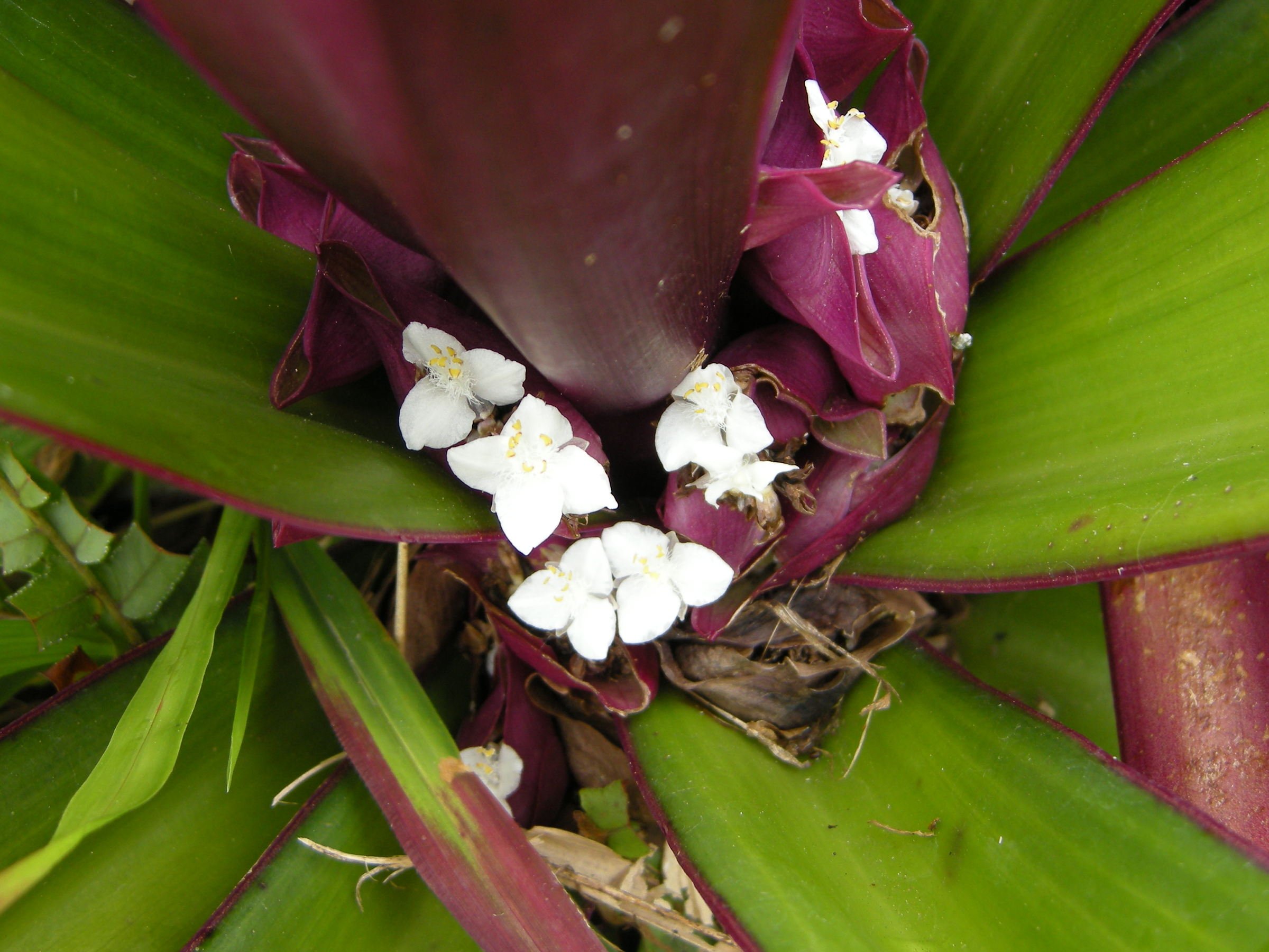 tradescantia_spathacea5md