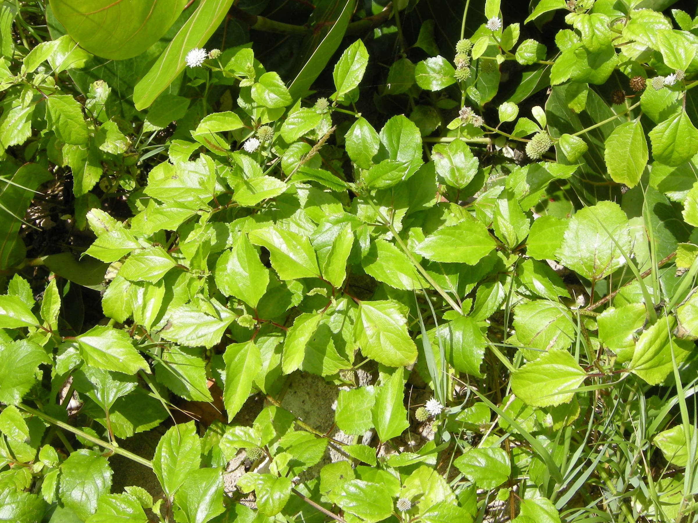 Afficher le média chromolaena_odorata5md chromolaena_odorata5md