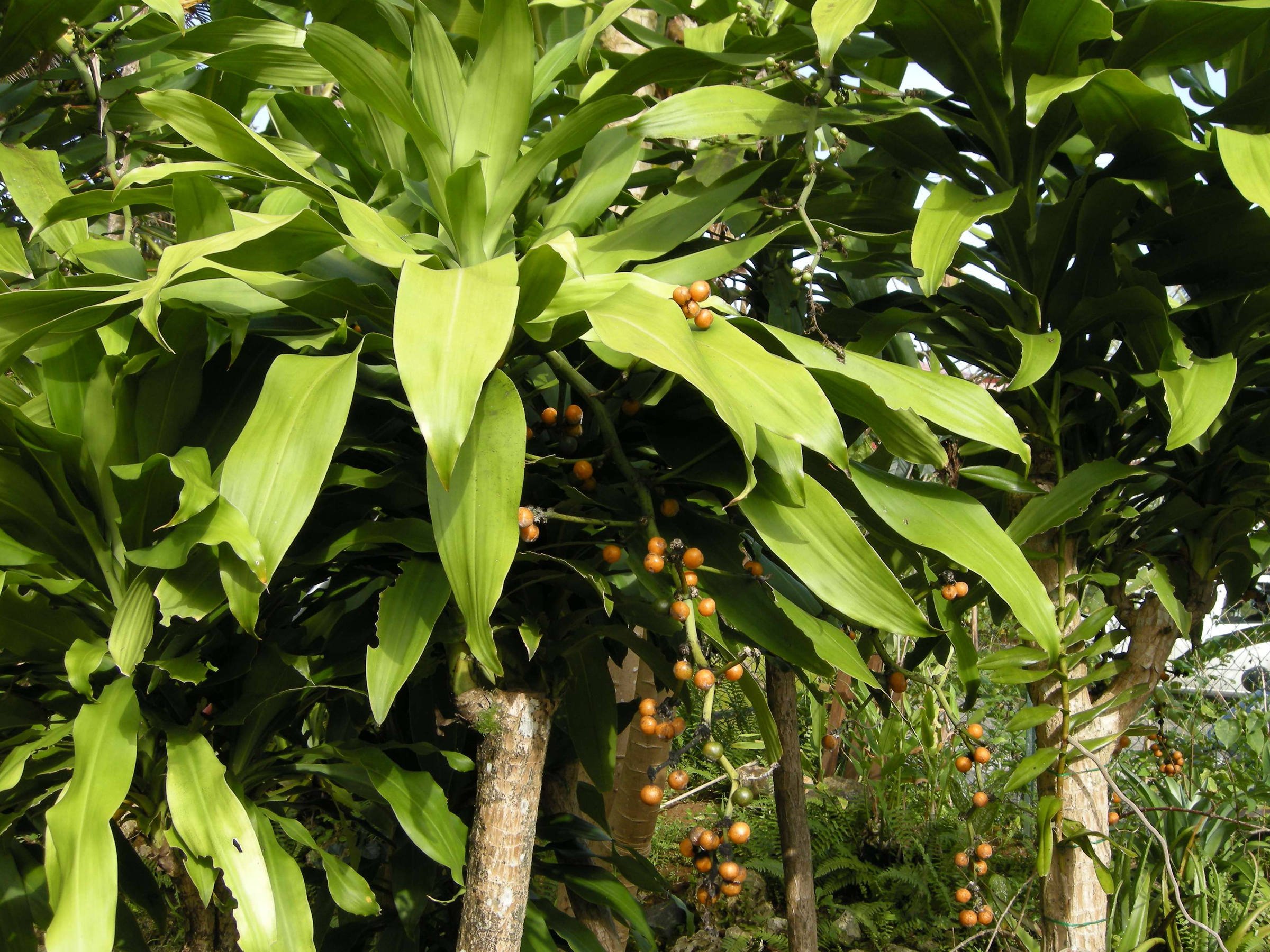 dracaena_fragrans6md