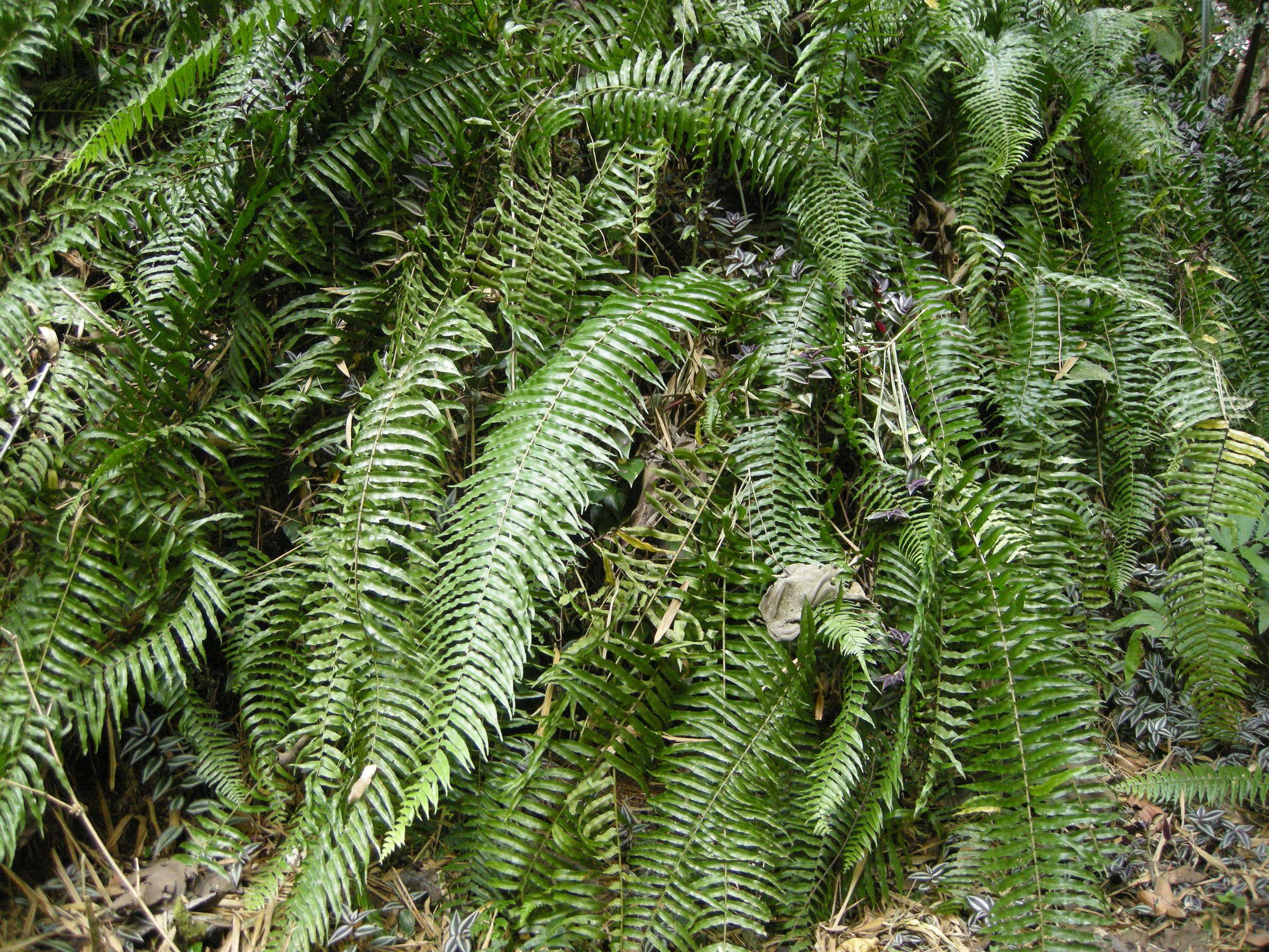 nephrolepis_biserrata2md