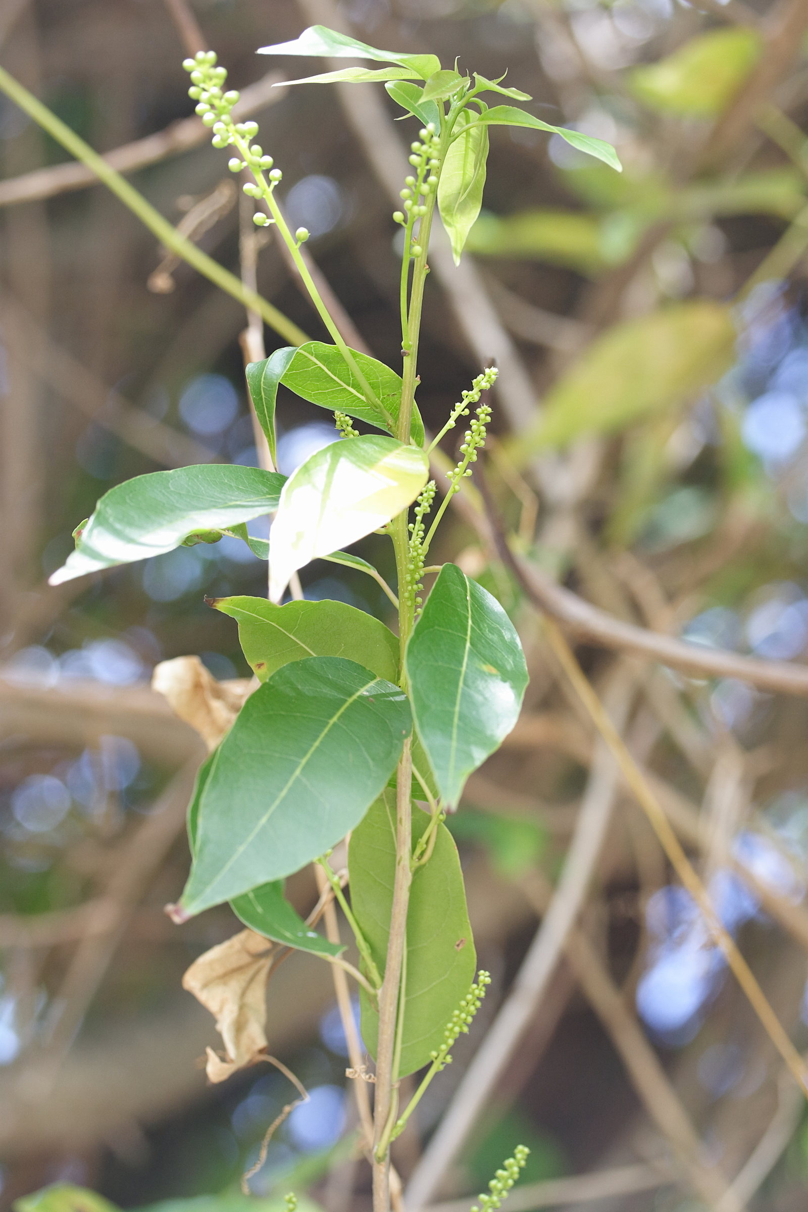 Afficher le média trichostigma_octandrum6md trichostigma_octandrum6md