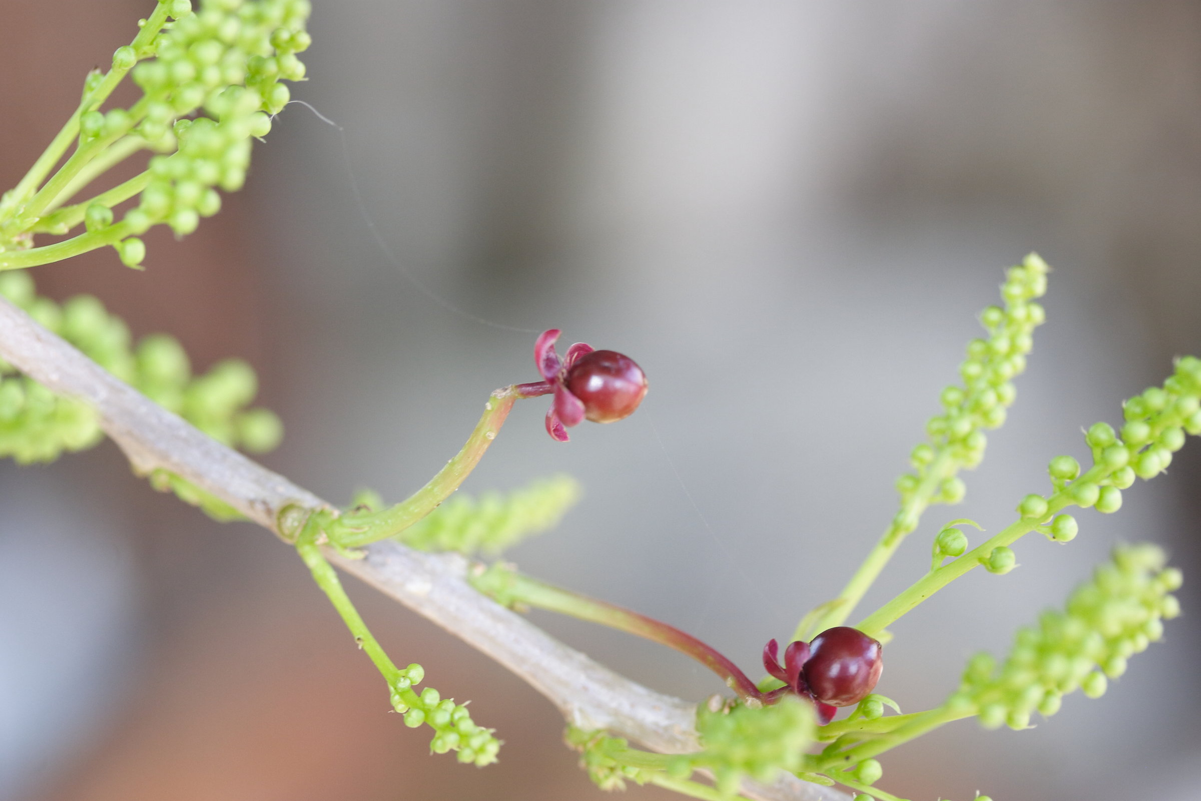 Afficher le média trichostigma_octandrum7md trichostigma_octandrum7md