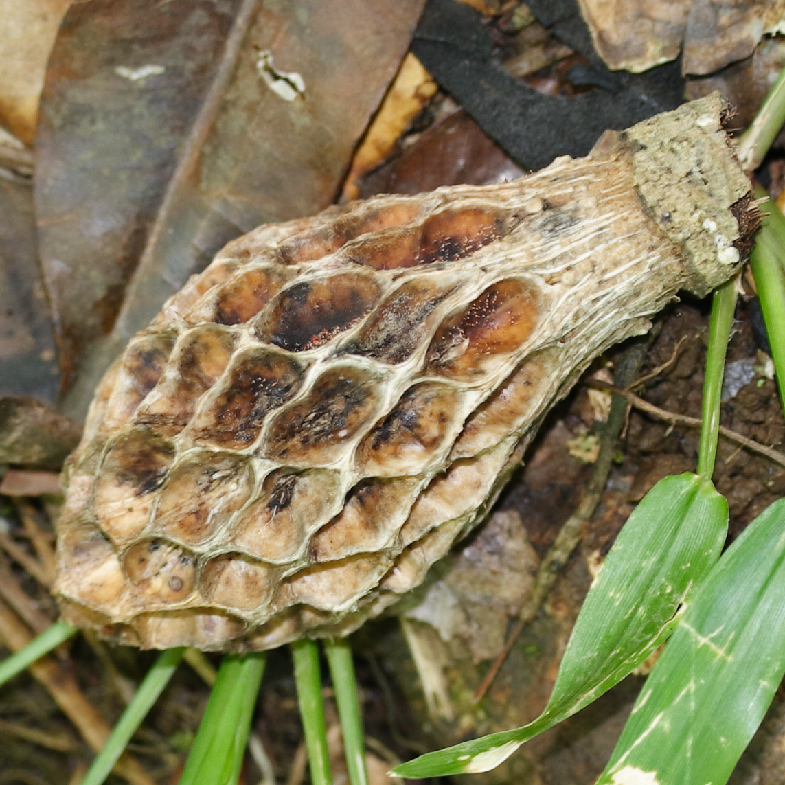 Afficher le média talauma_dodecapetala7md talauma_dodecapetala7md