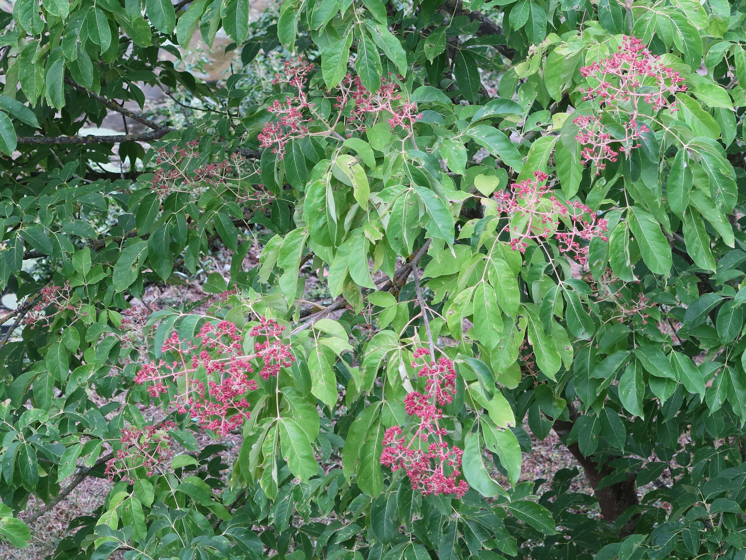 Afficher le média tetradium_daniellii3mdjpg tetradium_daniellii3mdjpg