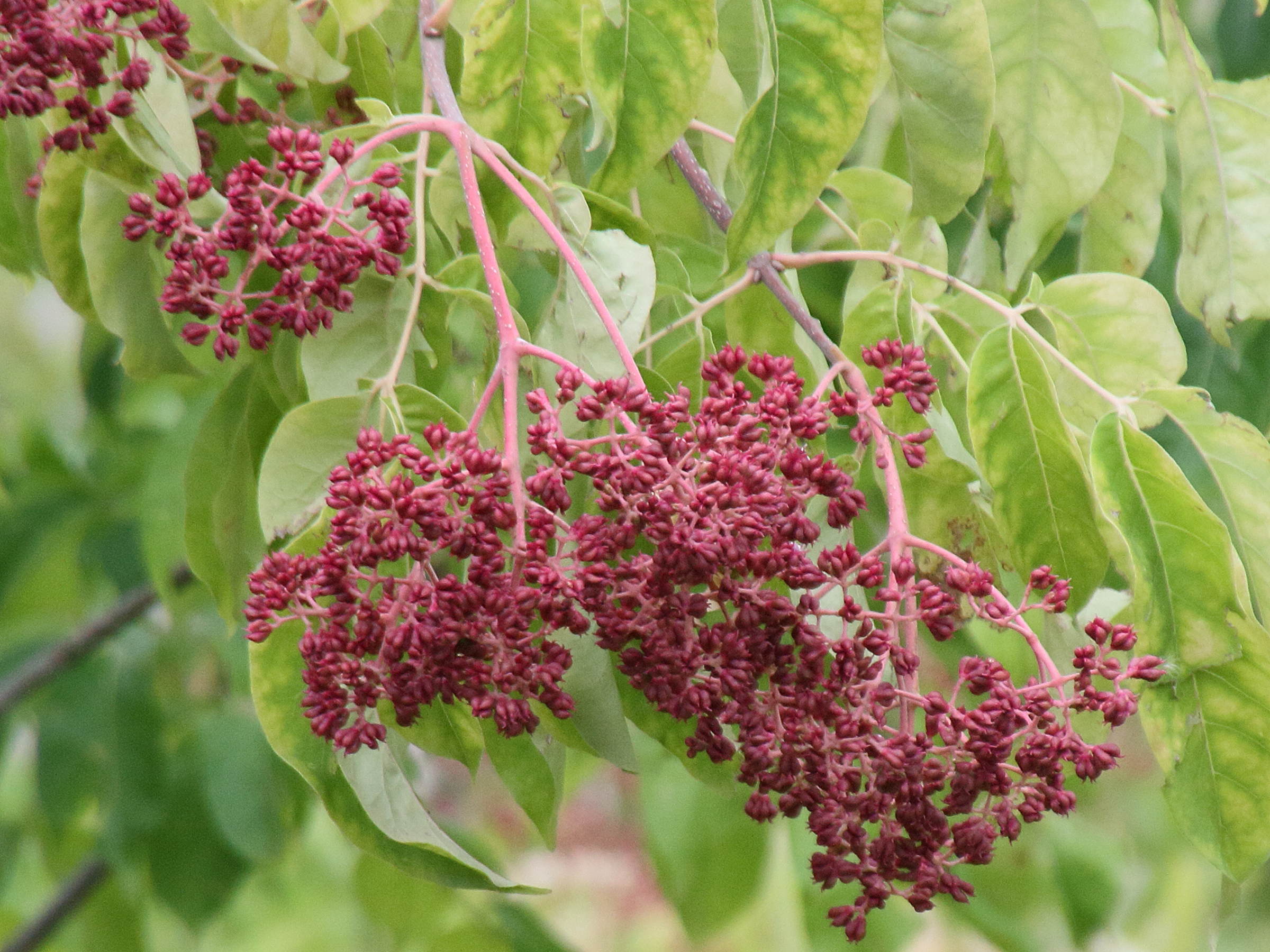 Afficher le média tetradium_daniellii4md tetradium_daniellii4md