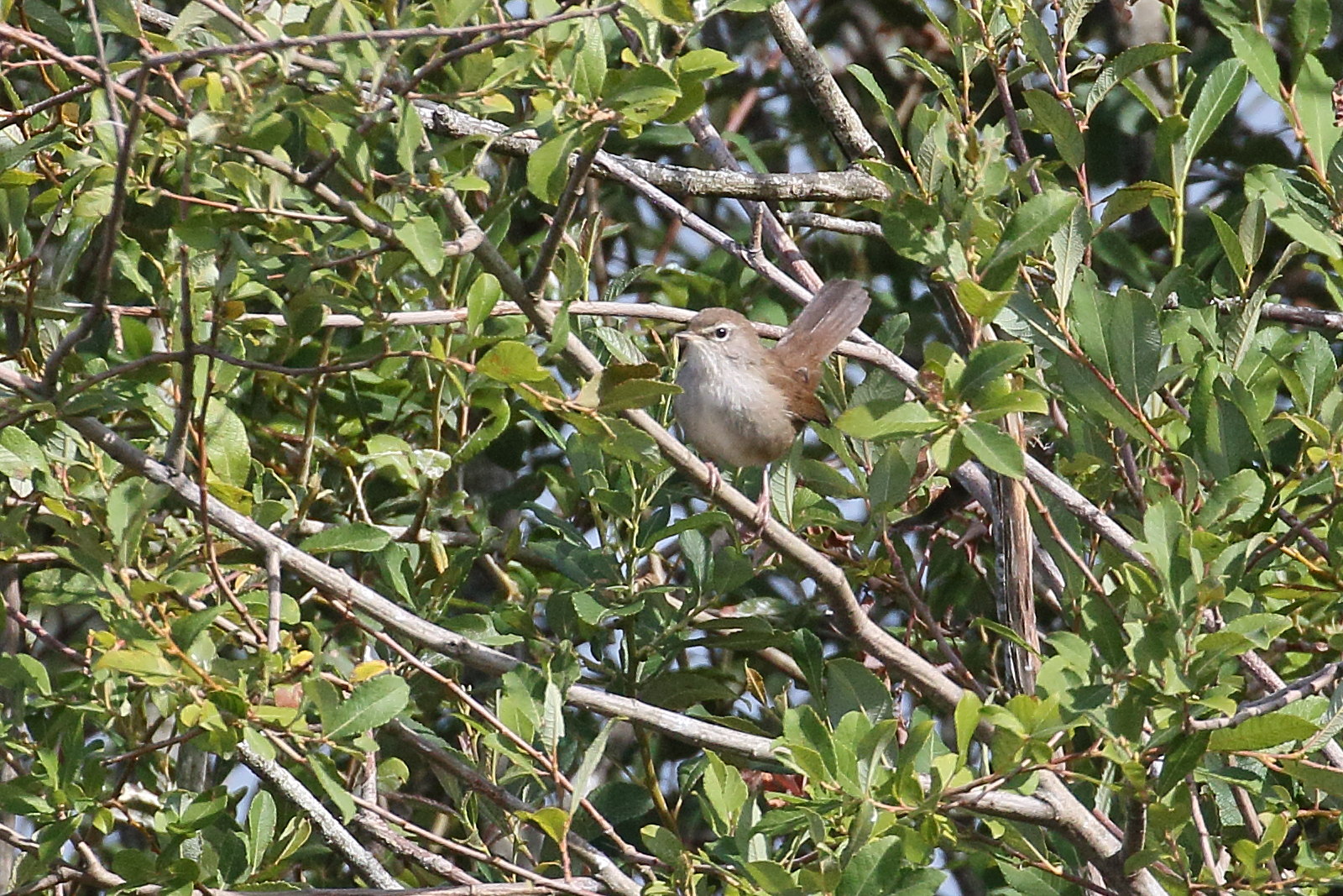 bouscarle_de_cetti_-_cettia_cetti2bd