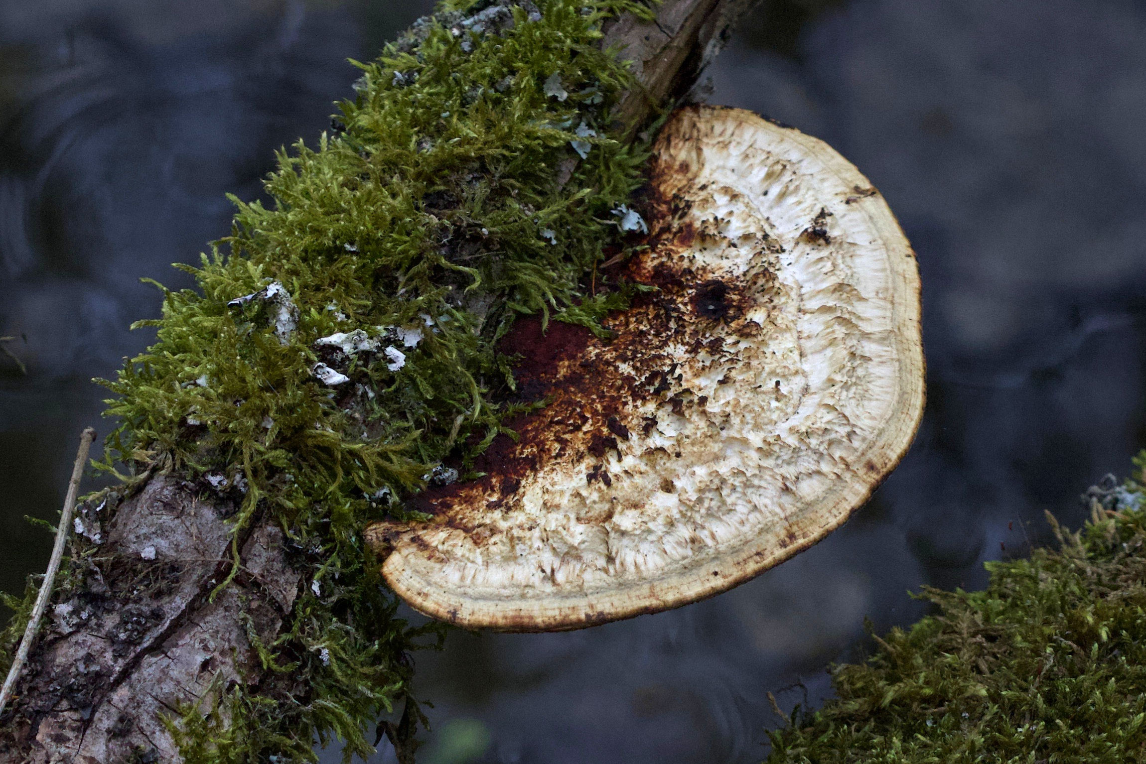 Afficher le média daedaleopsis_confragosa5md daedaleopsis_confragosa5md