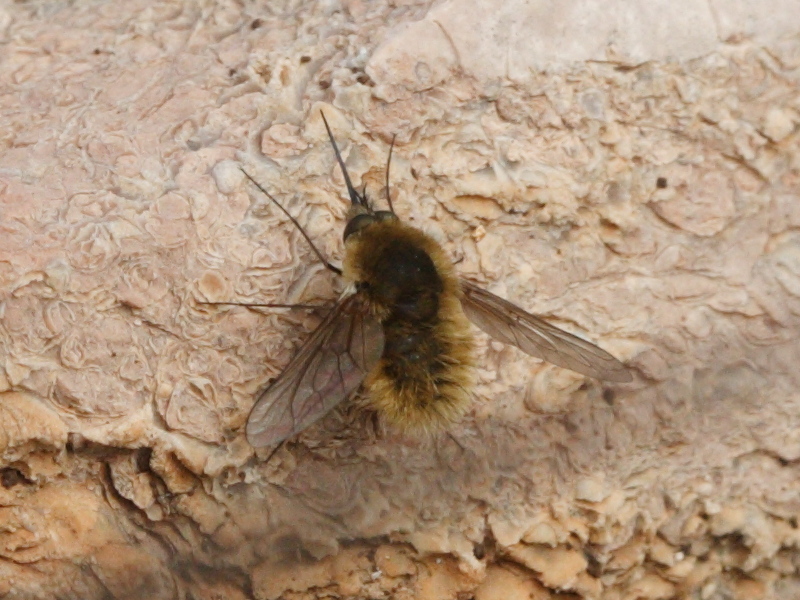 bombylius_venosus2md