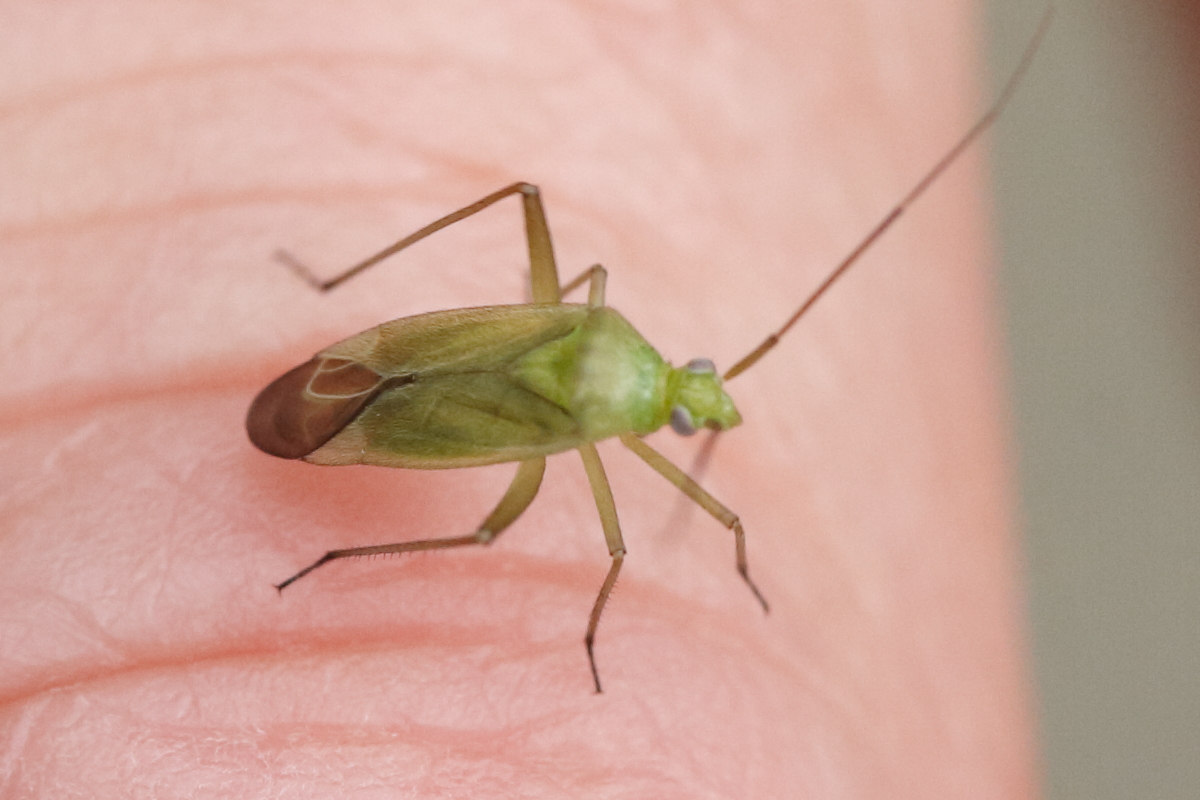 closterotomus_norwegicus3md