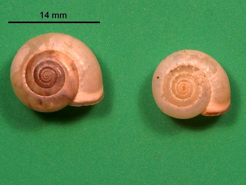 monacha_cartusiana1bmd