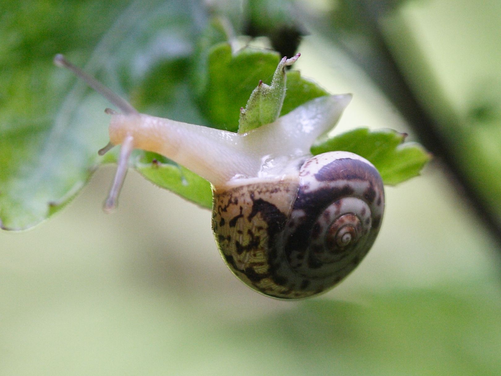 monacha_cartusiana1md