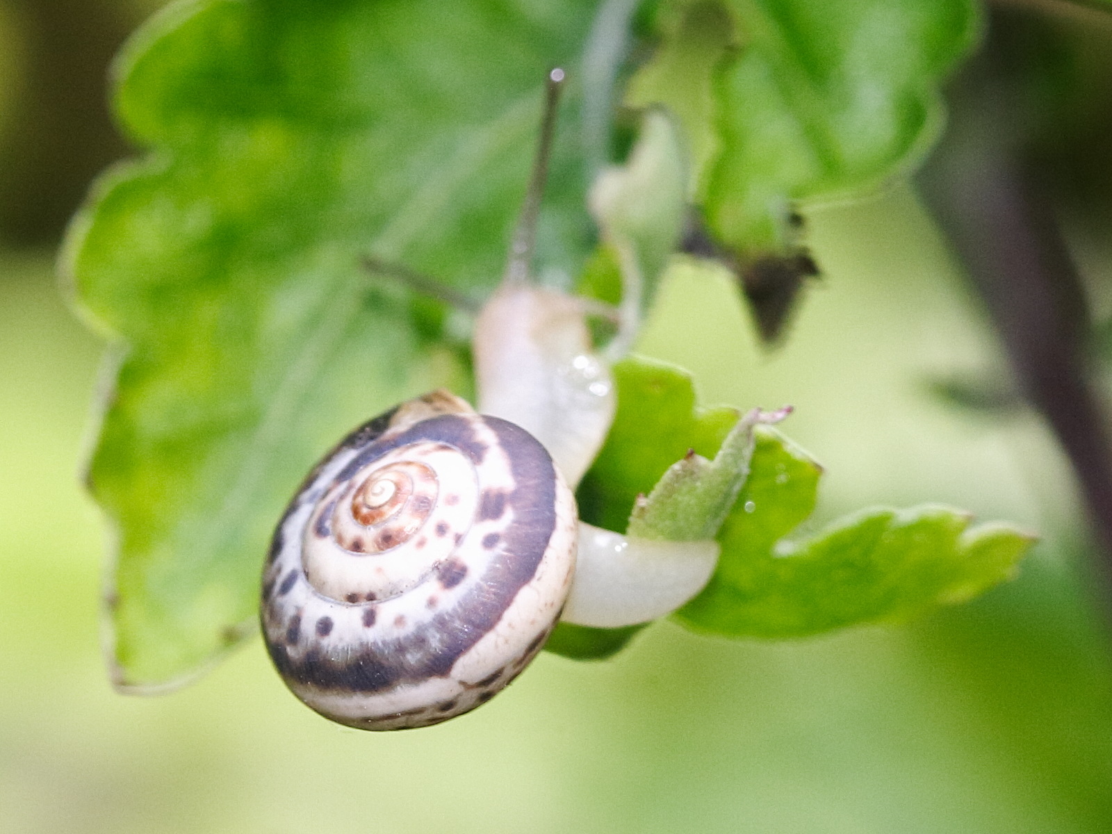 monacha_cartusiana2md