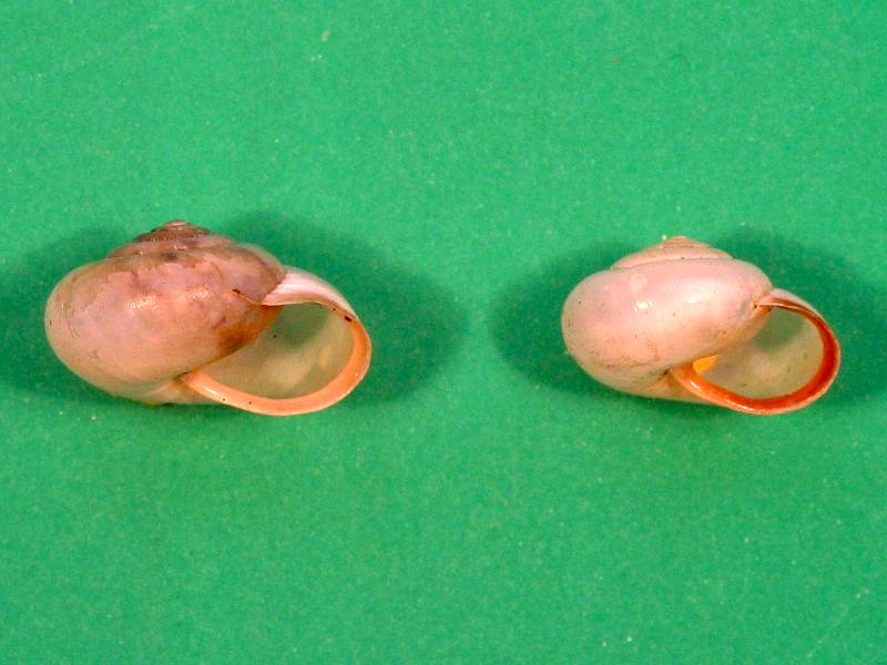 monacha_cartusiana2md