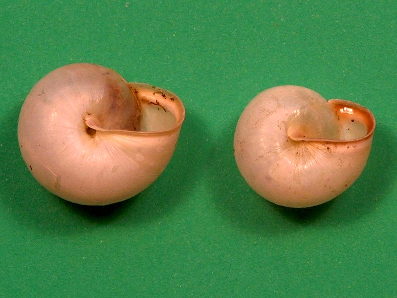 monacha_cartusiana3md