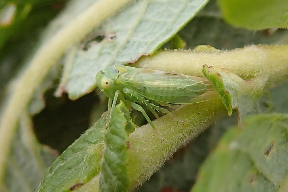 populicerus_confusus1md