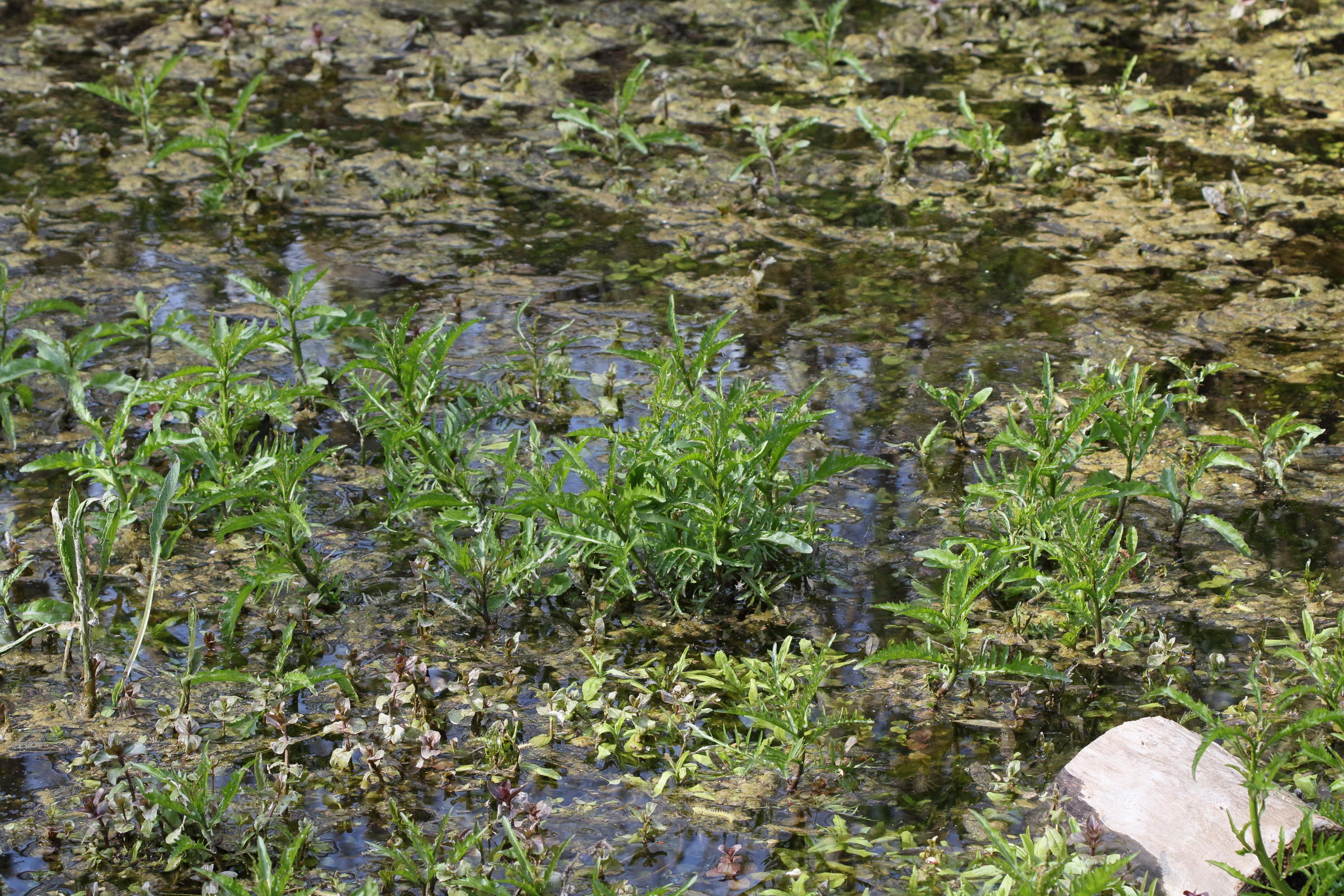 Afficher le média lycopus_europaeus4md lycopus_europaeus4md