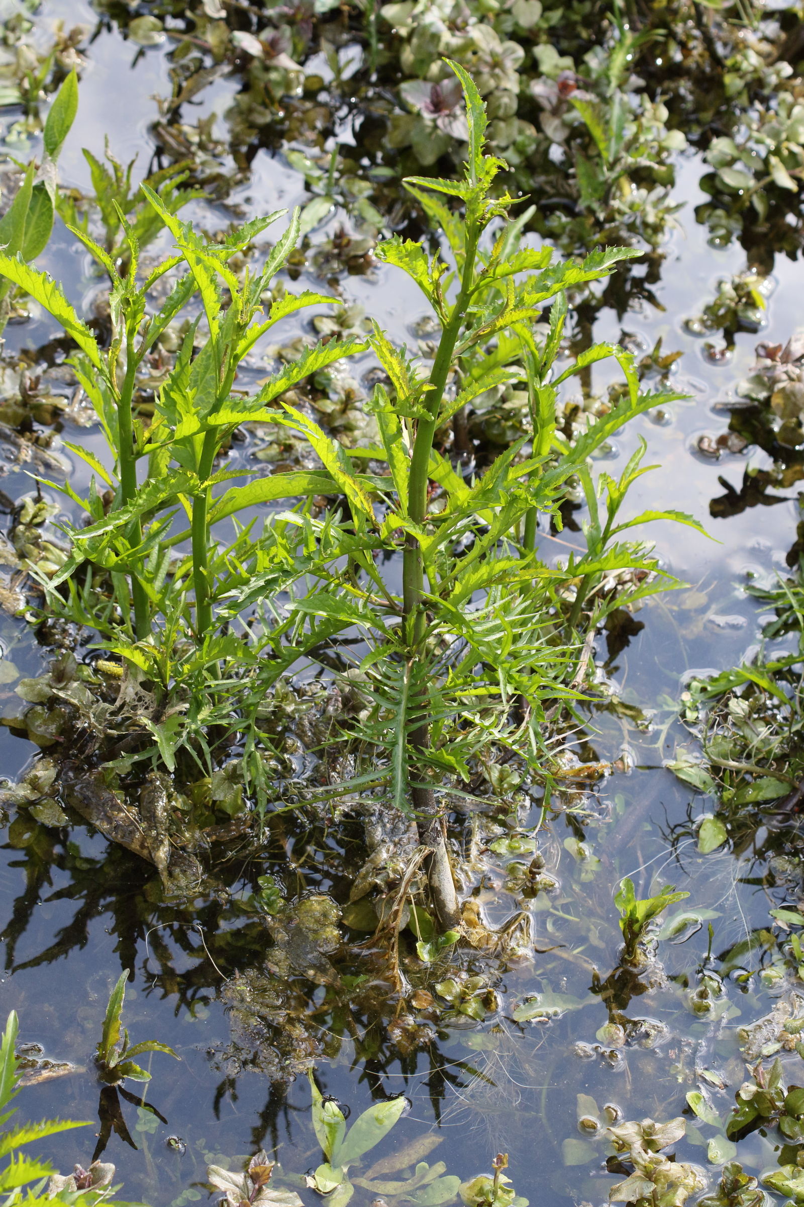 Afficher le média lycopus_europaeus5md lycopus_europaeus5md