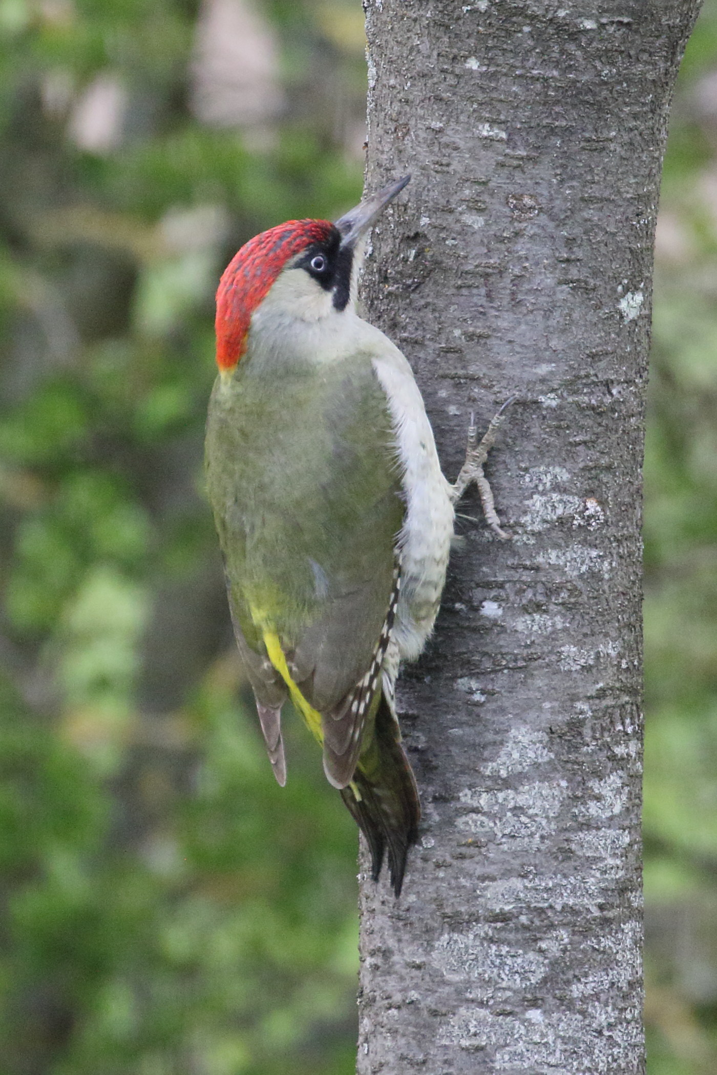 pic_vert_-_picus_viridis10bd