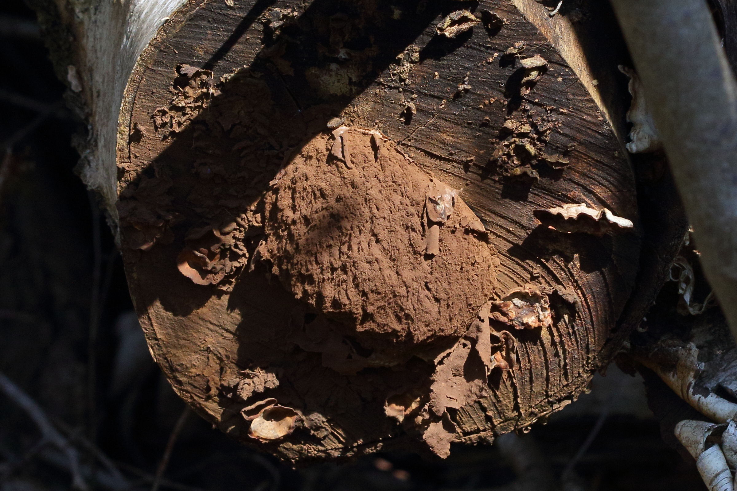 Afficher le média reticularia_lycoperdon5md reticularia_lycoperdon5md