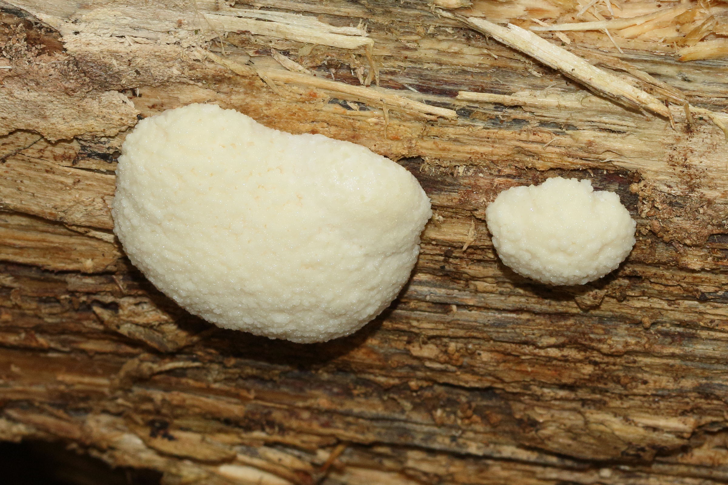 Afficher le média reticularia_lycoperdon7md reticularia_lycoperdon7md