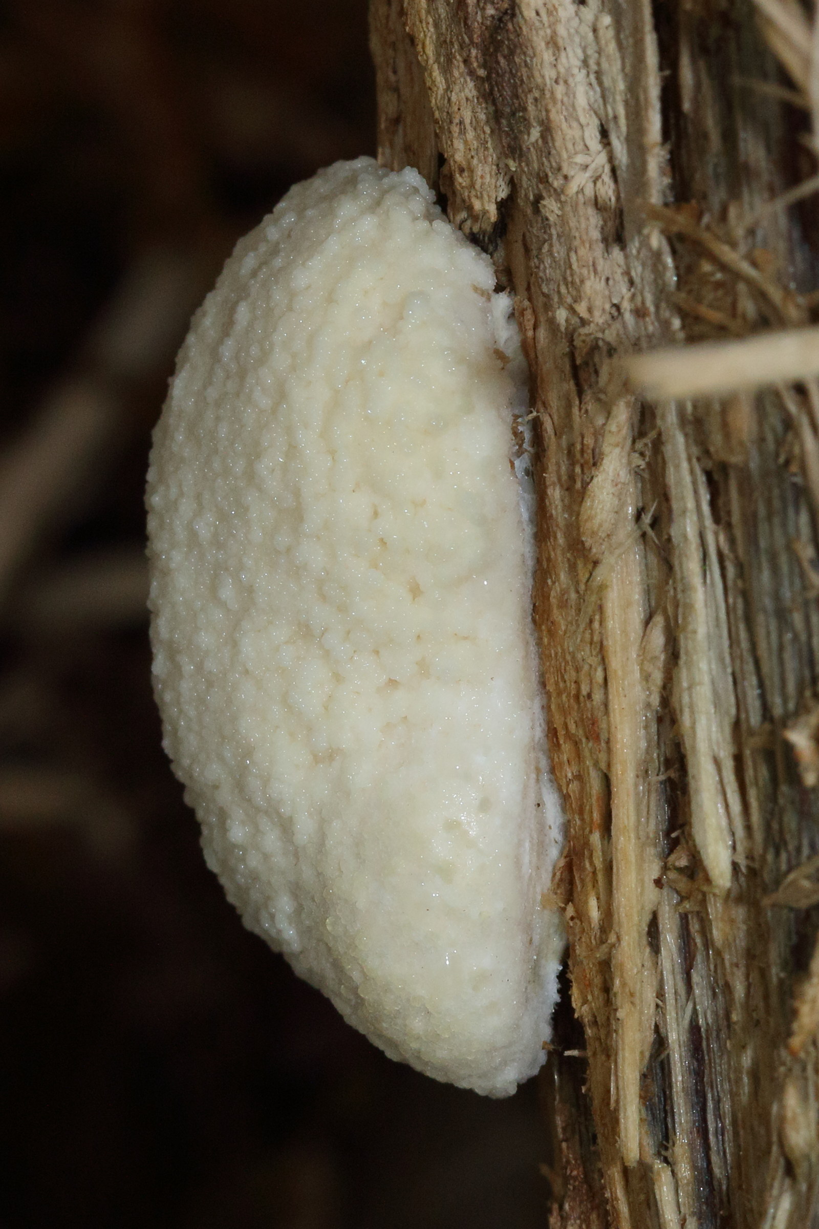 Afficher le média reticularia_lycoperdon8md reticularia_lycoperdon8md