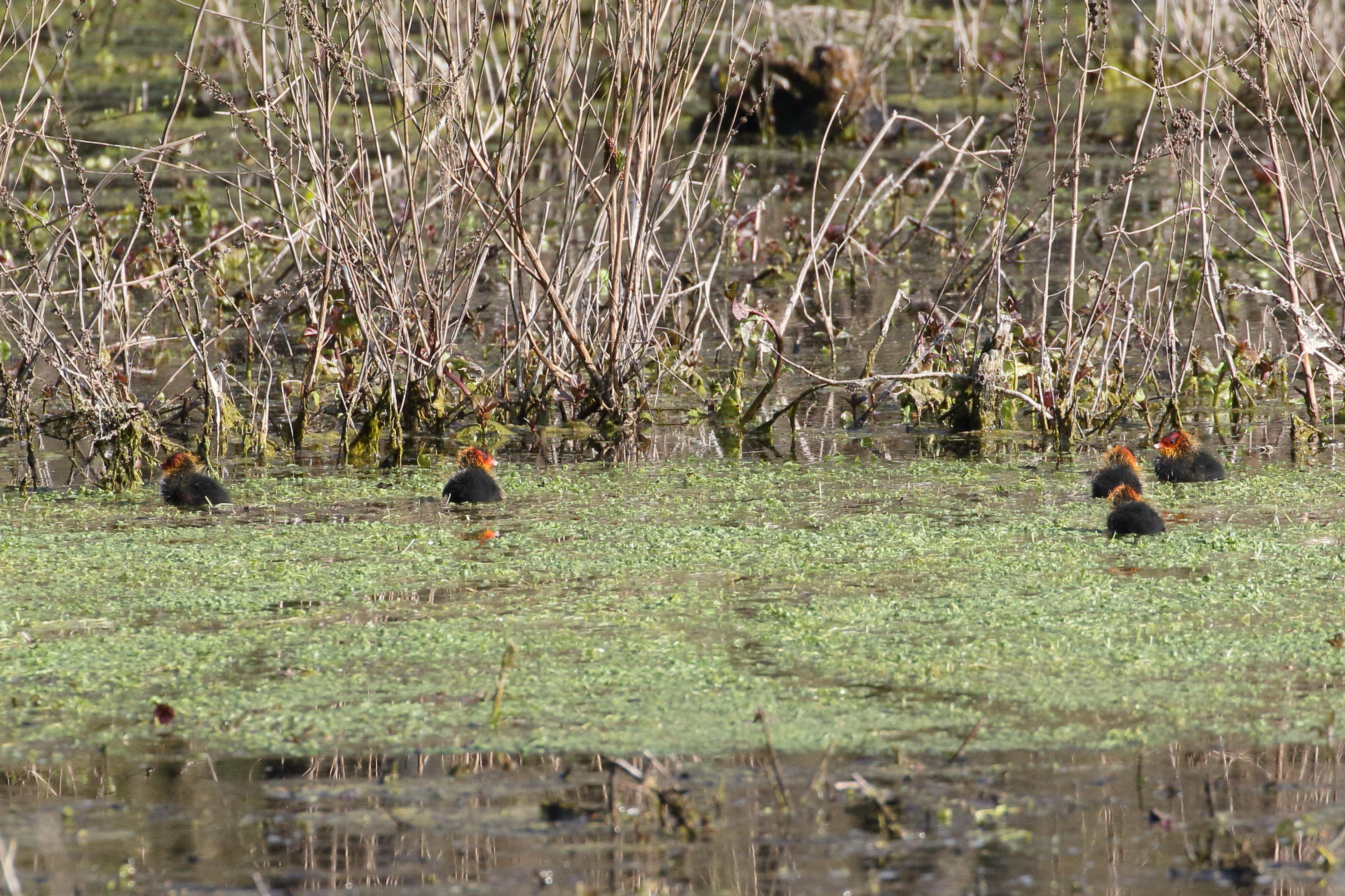 foulque_macroule_-_fulica_atra17bd