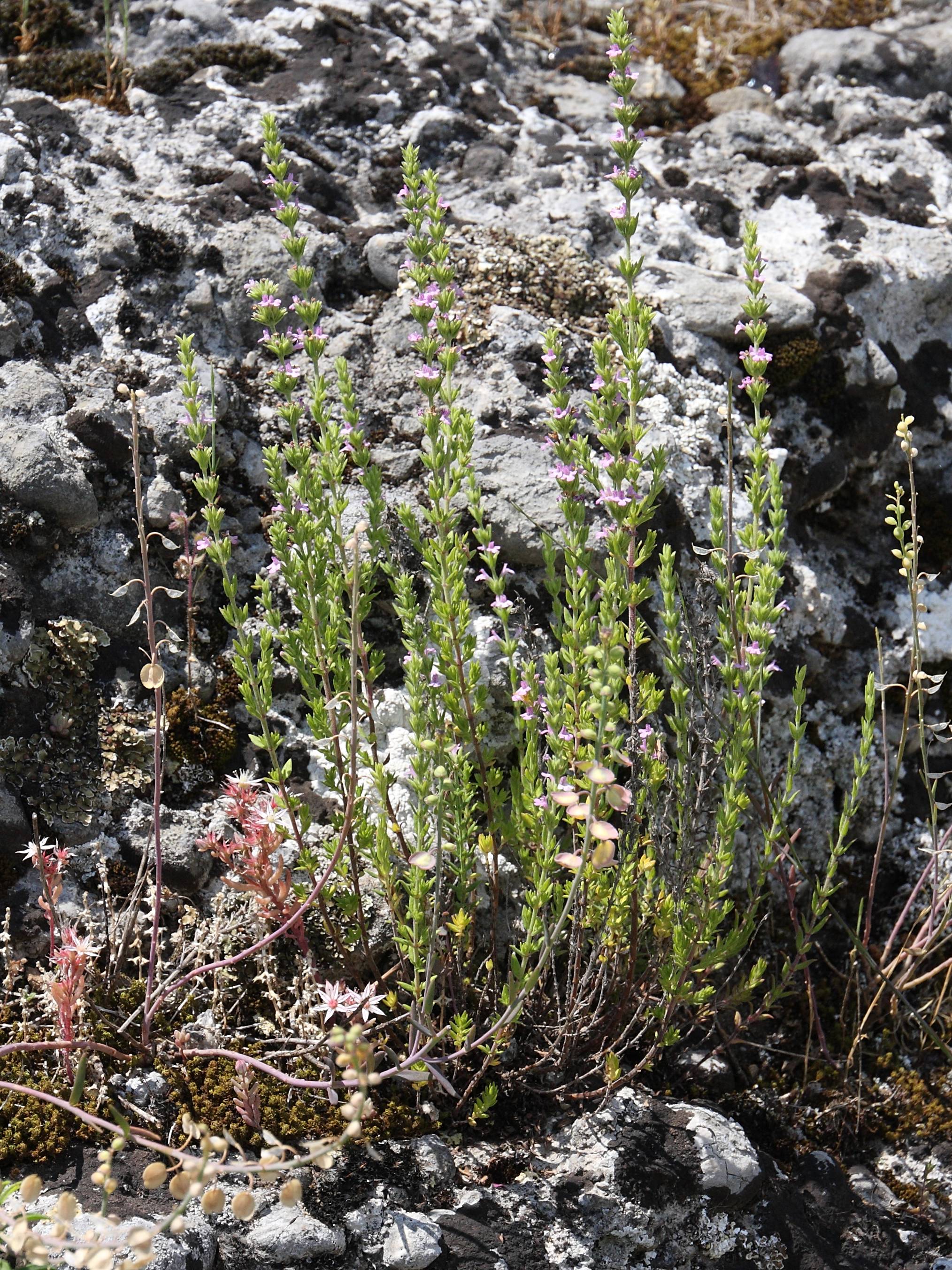 micromeria_graeca3bd