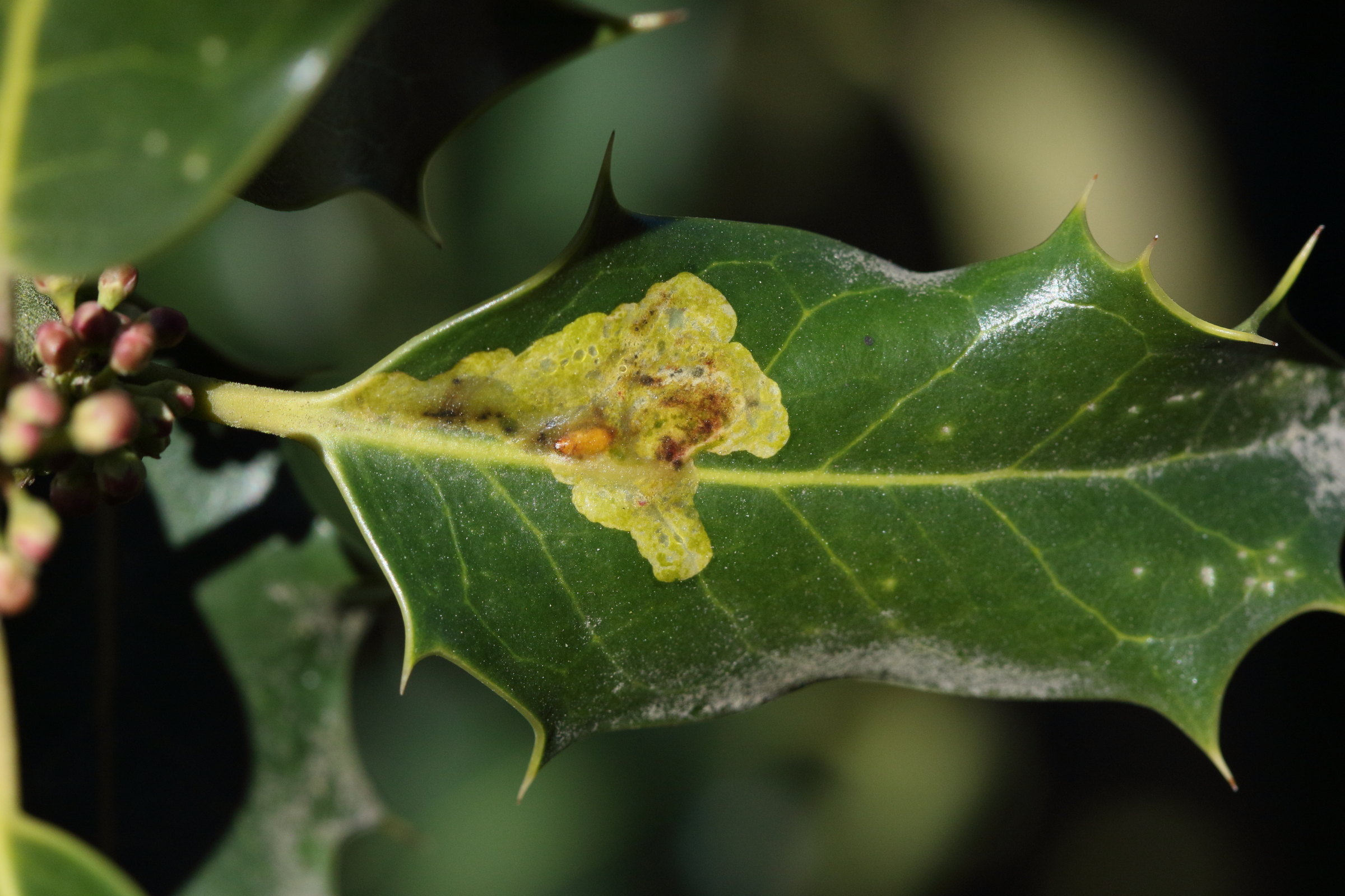 Afficher le média phytomyza_ilicis1md phytomyza_ilicis1md