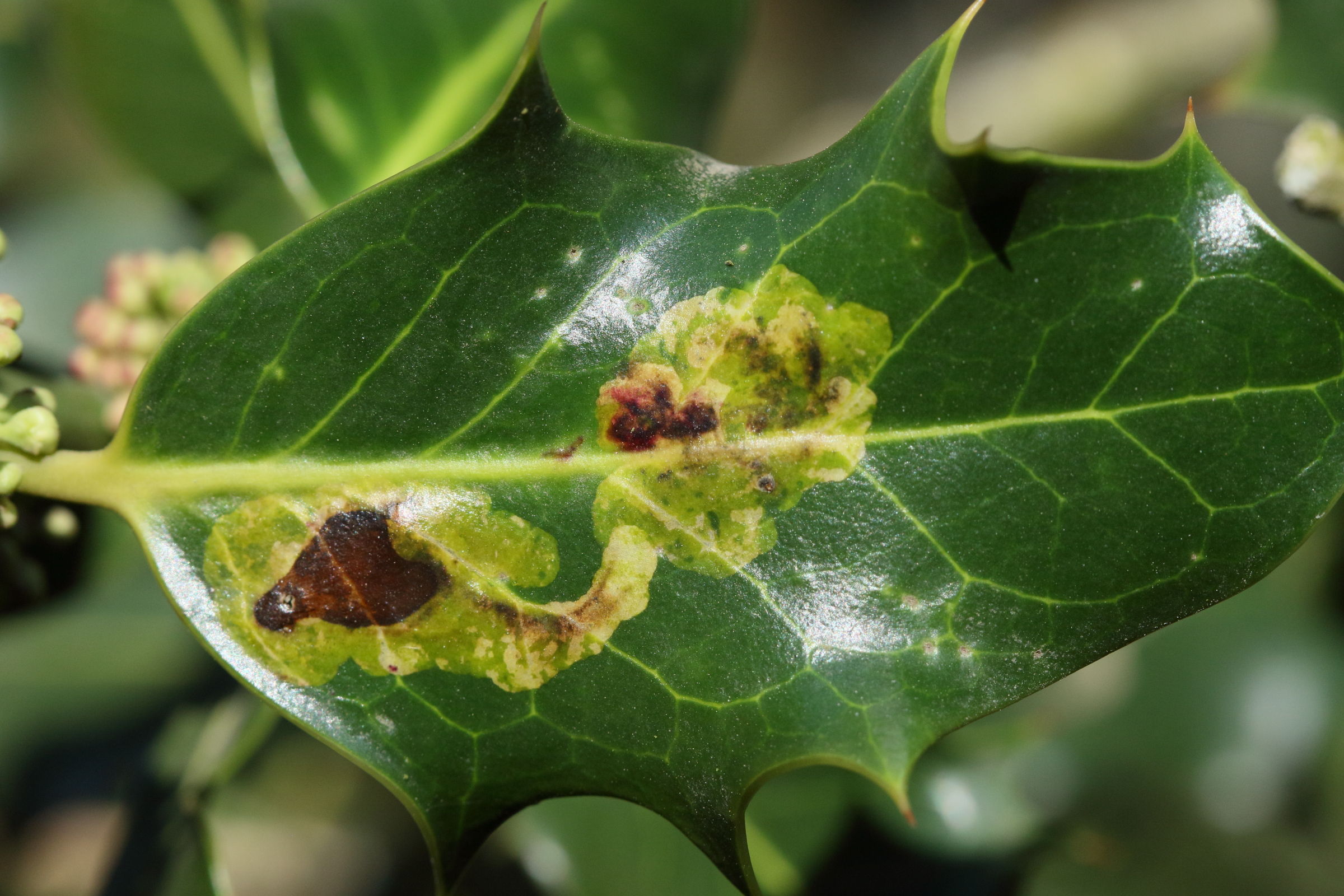 Afficher le média phytomyza_ilicis2md phytomyza_ilicis2md