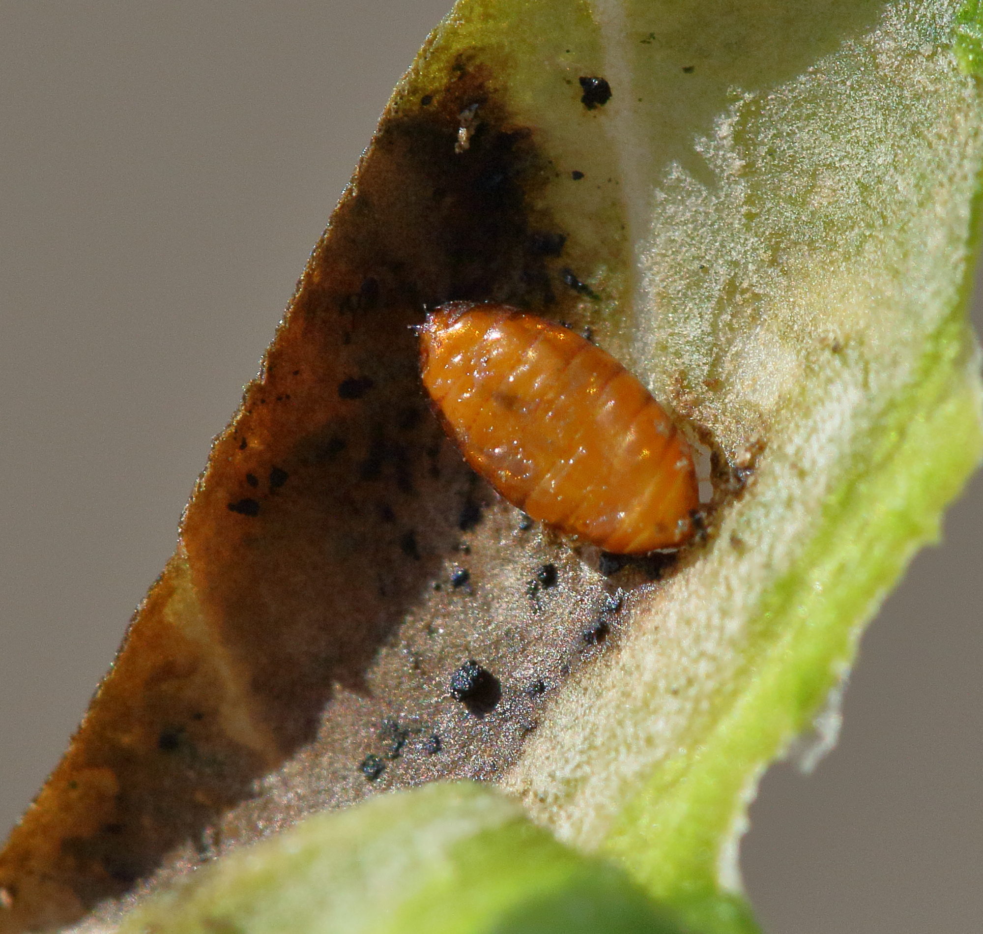 Afficher le média phytomyza_ilicis3md phytomyza_ilicis3md