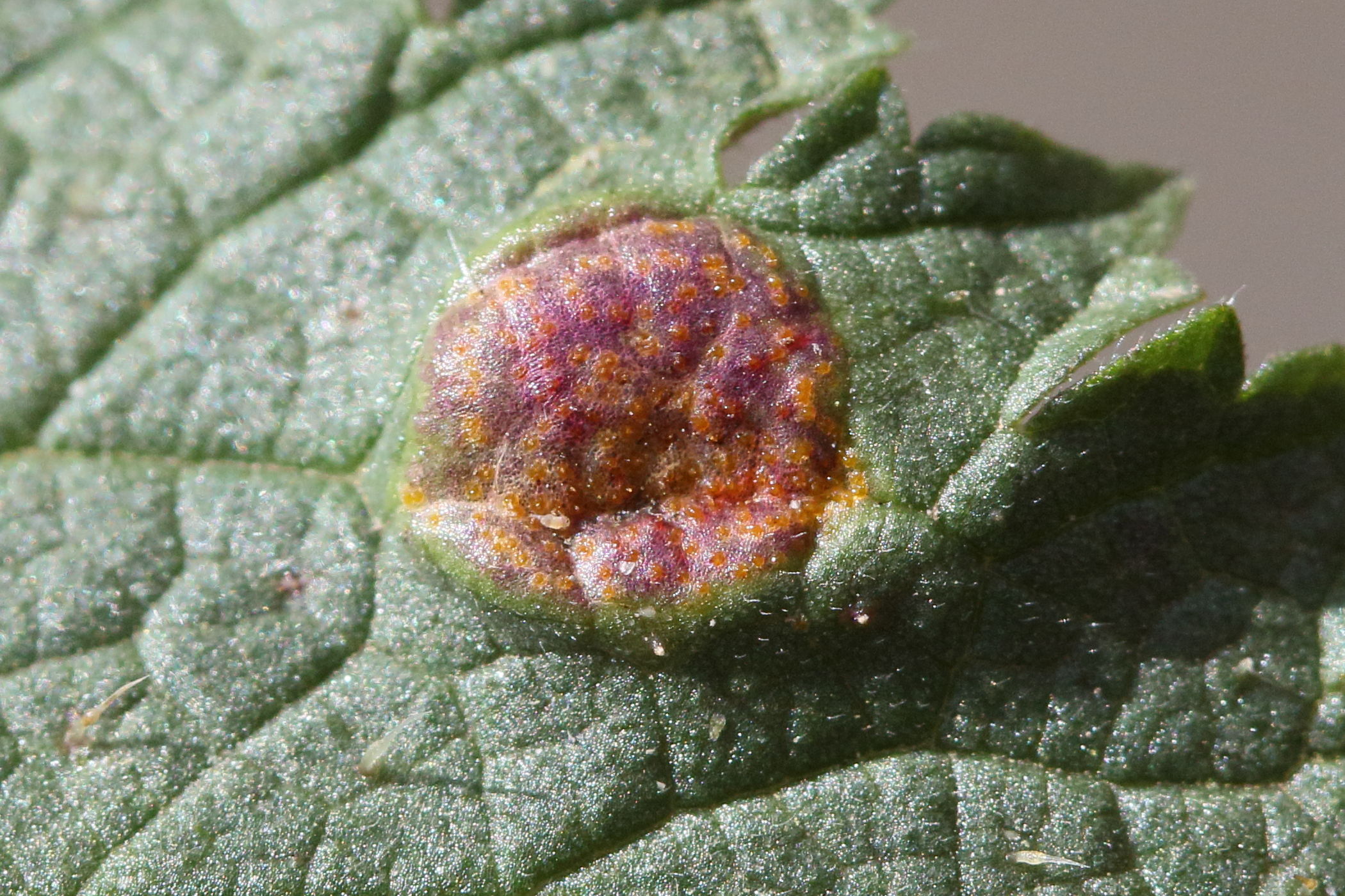 Afficher le média puccinia_urticata4md puccinia_urticata4md