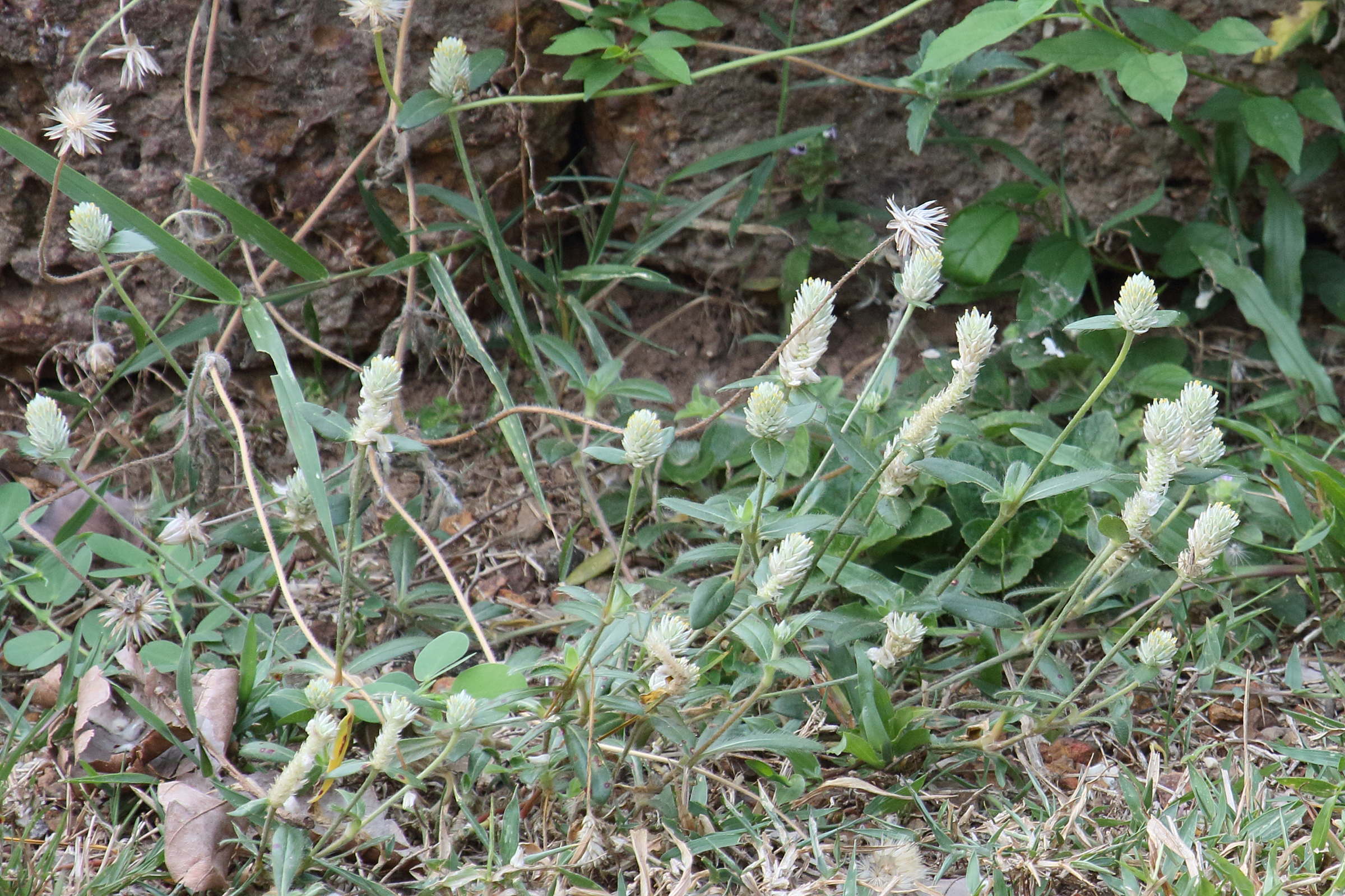 Afficher le média gomphrena_celosoides3bd gomphrena_celosoides3bd