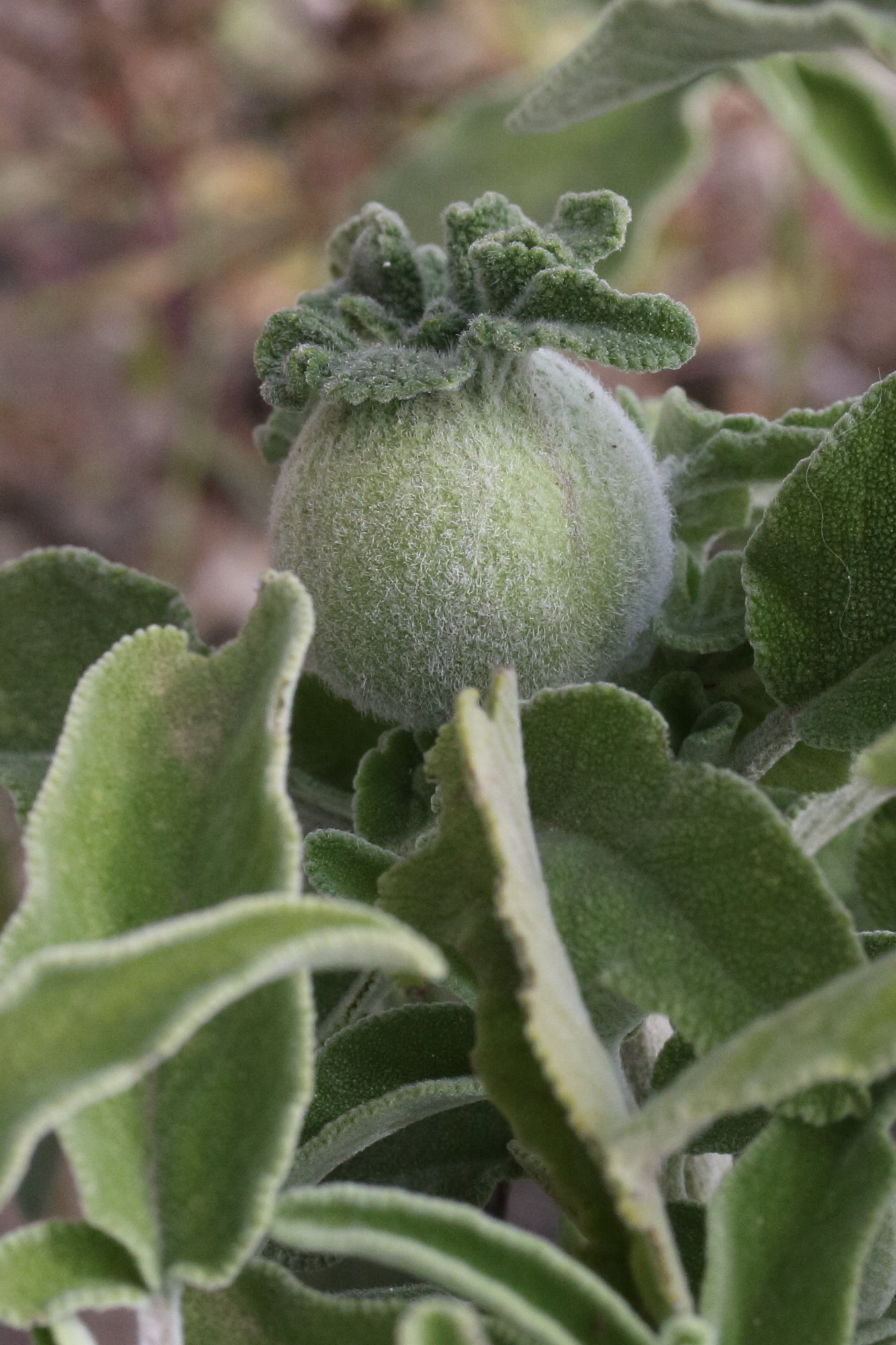 hedickiana_levantina_galle1md