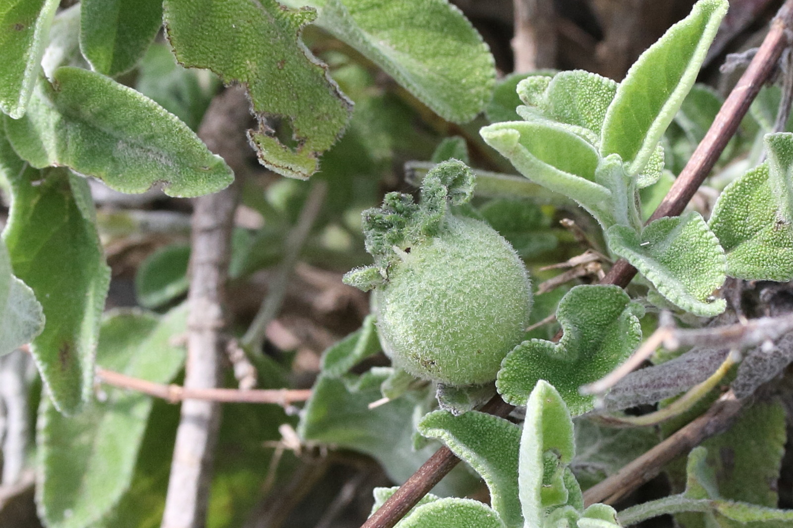 hedickiana_levantina_galle2md