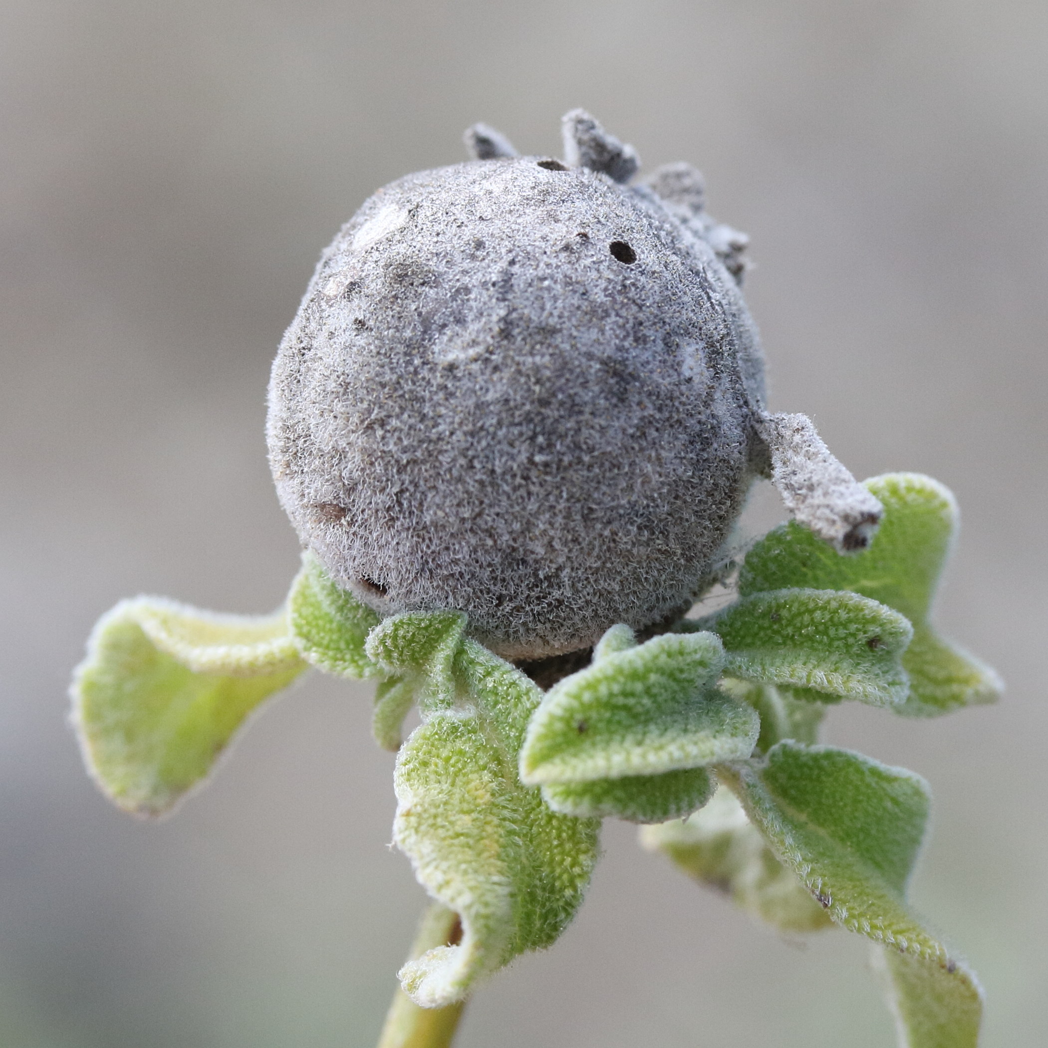 hedickiana_levantina_galle3md