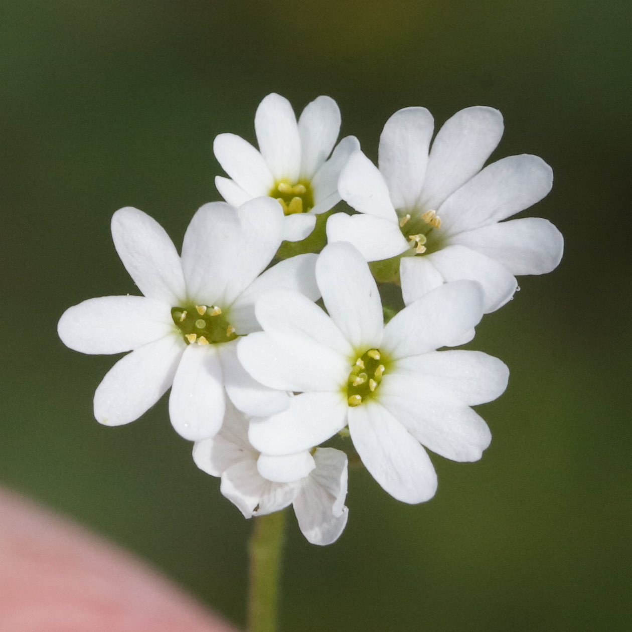 Afficher le média berteroa_incana3md berteroa_incana3md